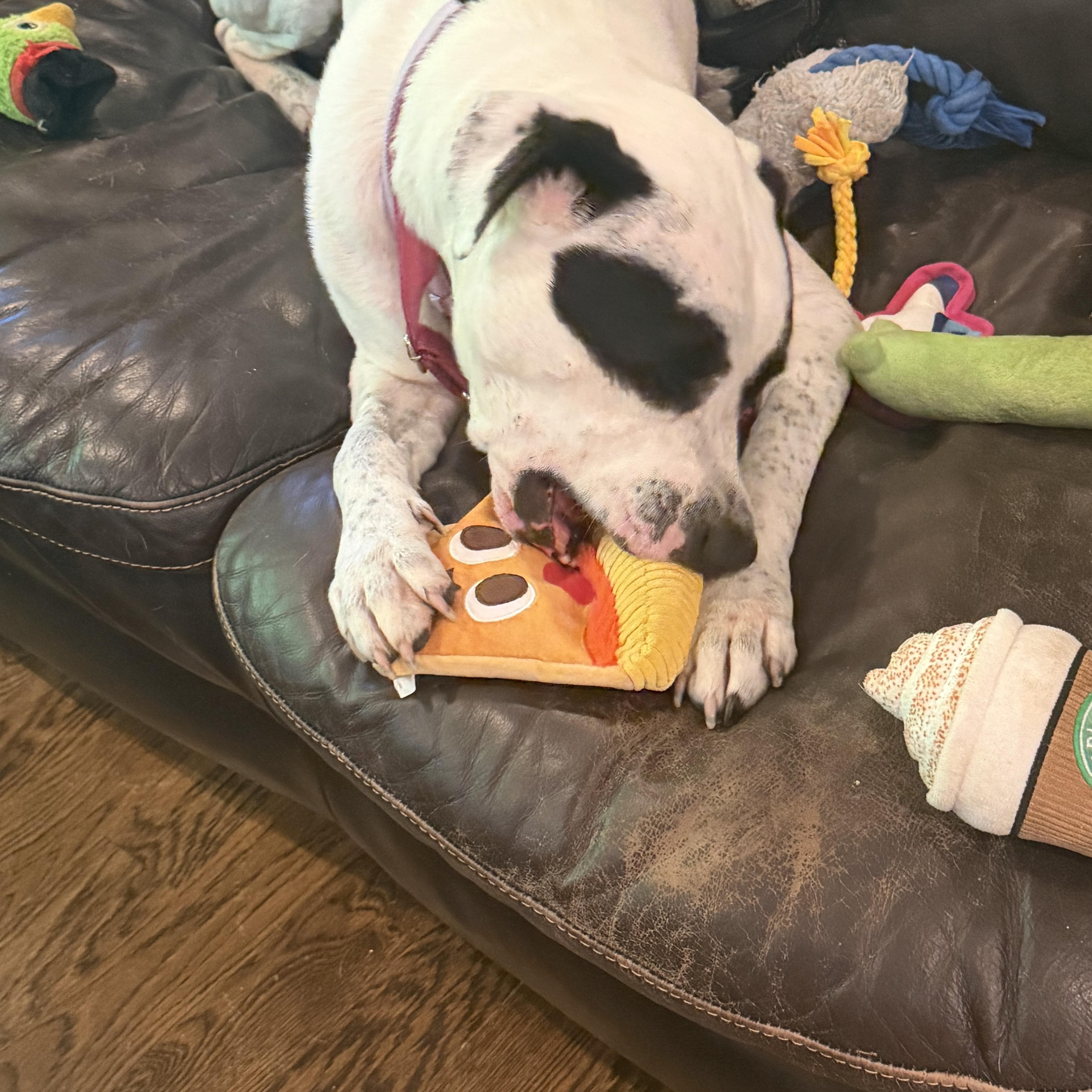 Enlarge Cookie, a ADOPTABLE American Bulldog in Brentwood, TN image 4/5