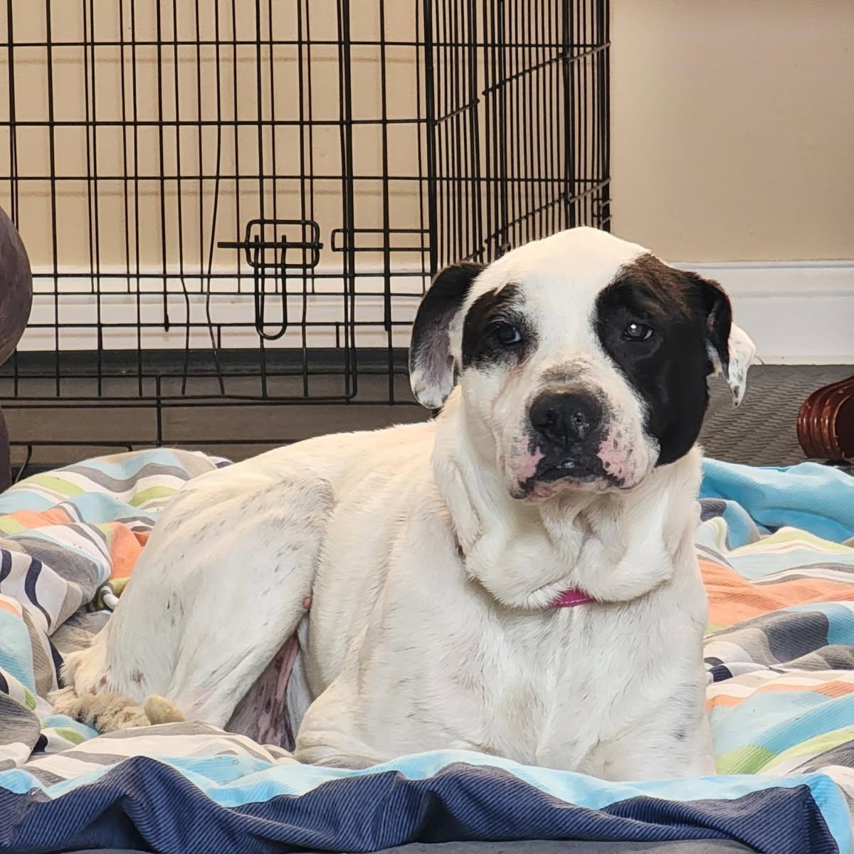 Cookie, ADOPTABLE, Adult Female American Bulldog.