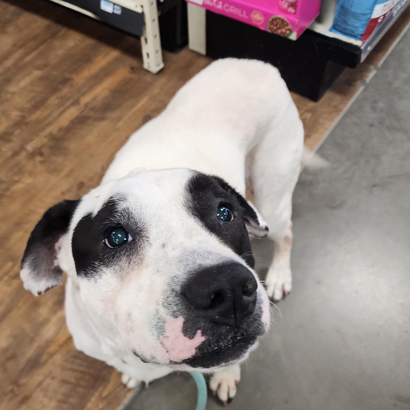 Enlarge Cookie, a ADOPTABLE American Bulldog in Brentwood, TN image 4/5