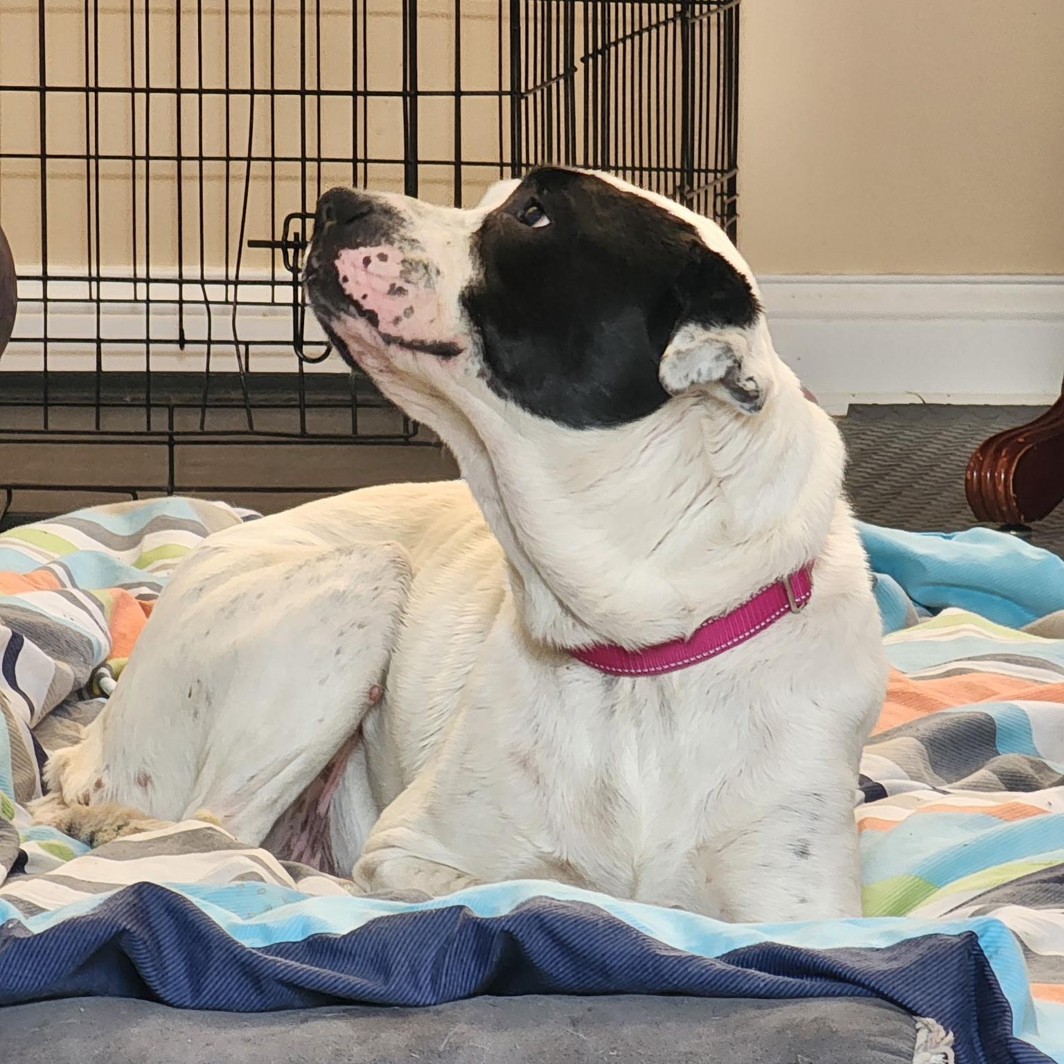 Enlarge Cookie, a ADOPTABLE American Bulldog in Brentwood, TN image 2/3