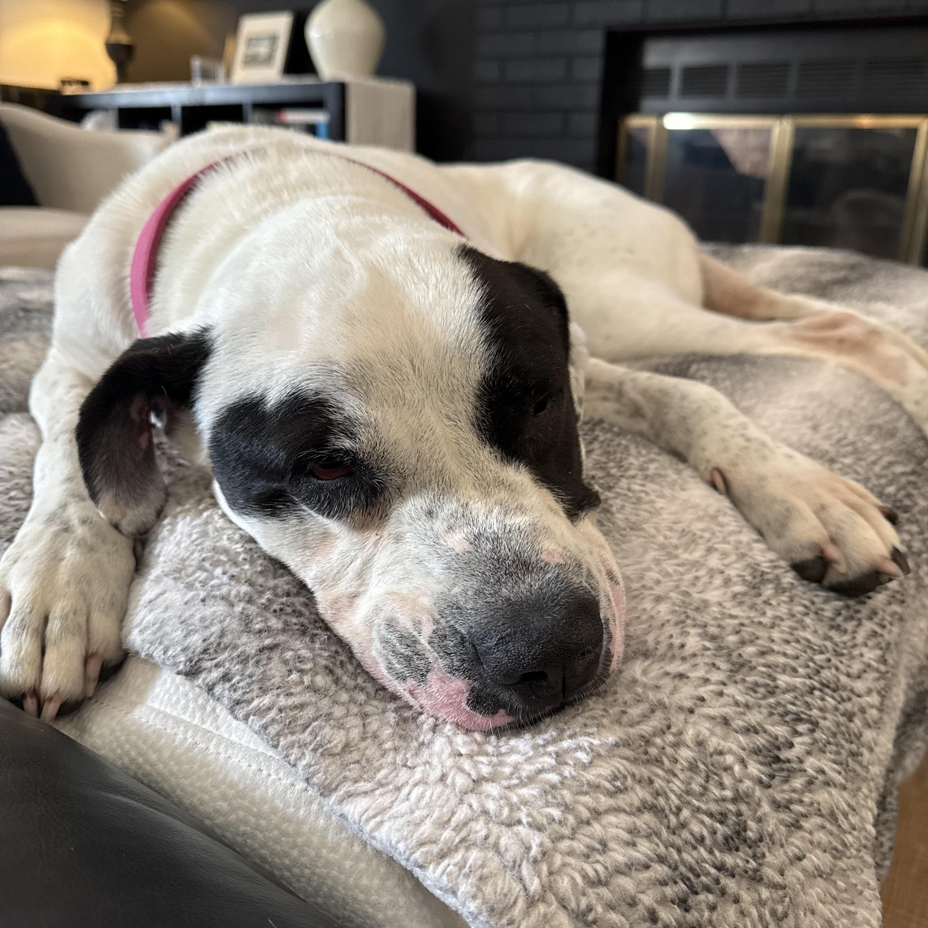 Enlarge Cookie, a ADOPTABLE American Bulldog in Brentwood, TN image 5/5