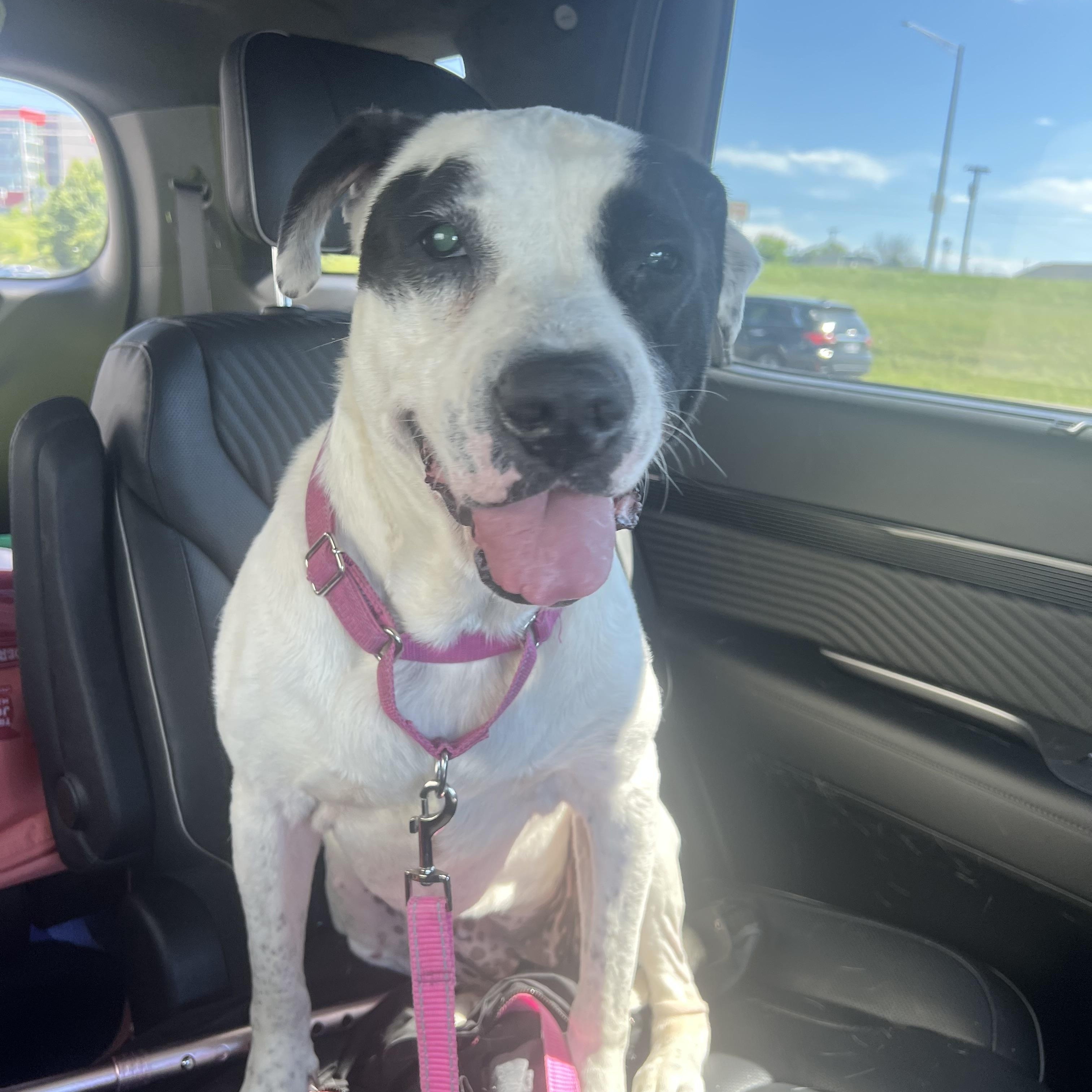 Enlarge Cookie, a ADOPTABLE American Bulldog in Brentwood, TN image 1/5