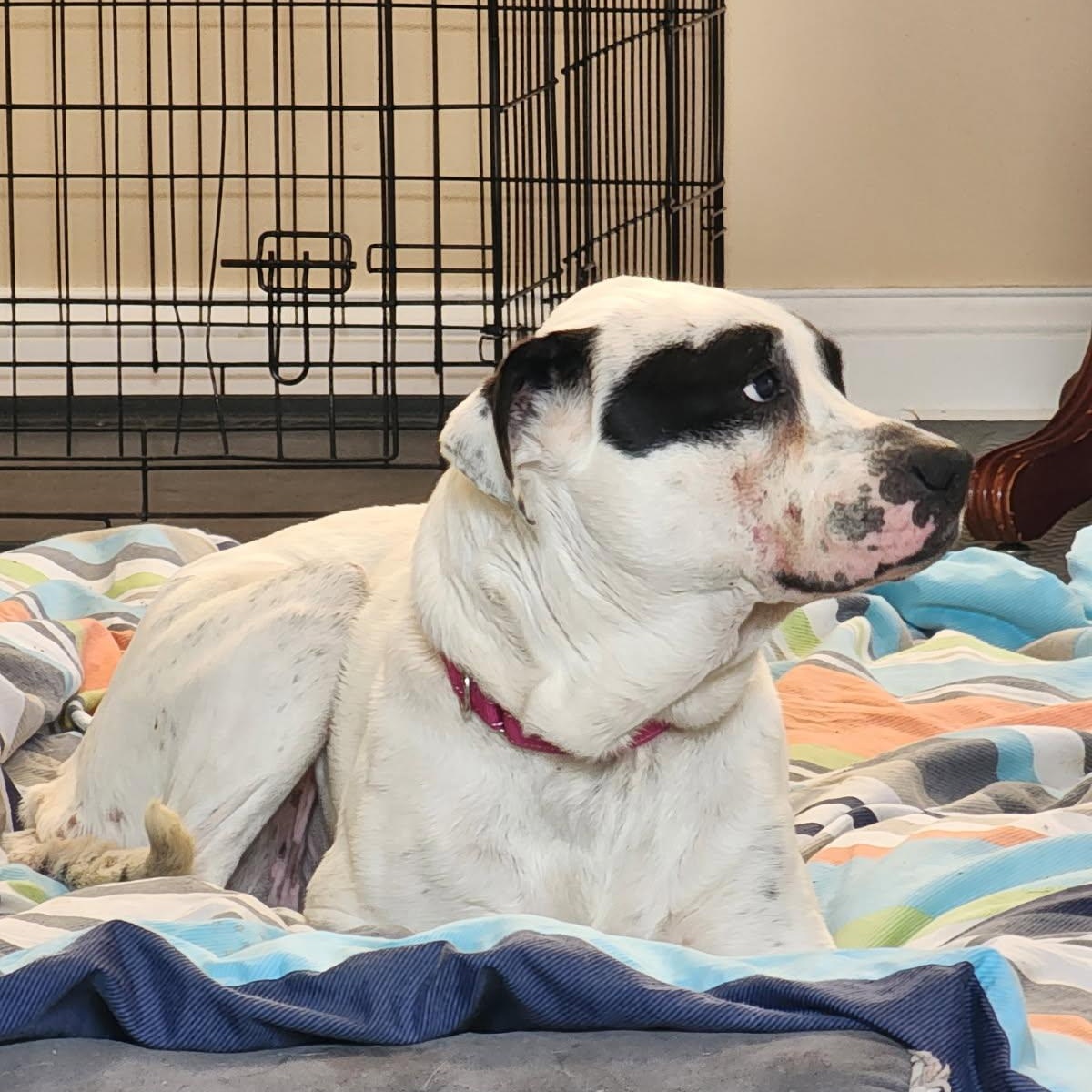 Enlarge Cookie, a ADOPTABLE American Bulldog in Brentwood, TN image 3/3