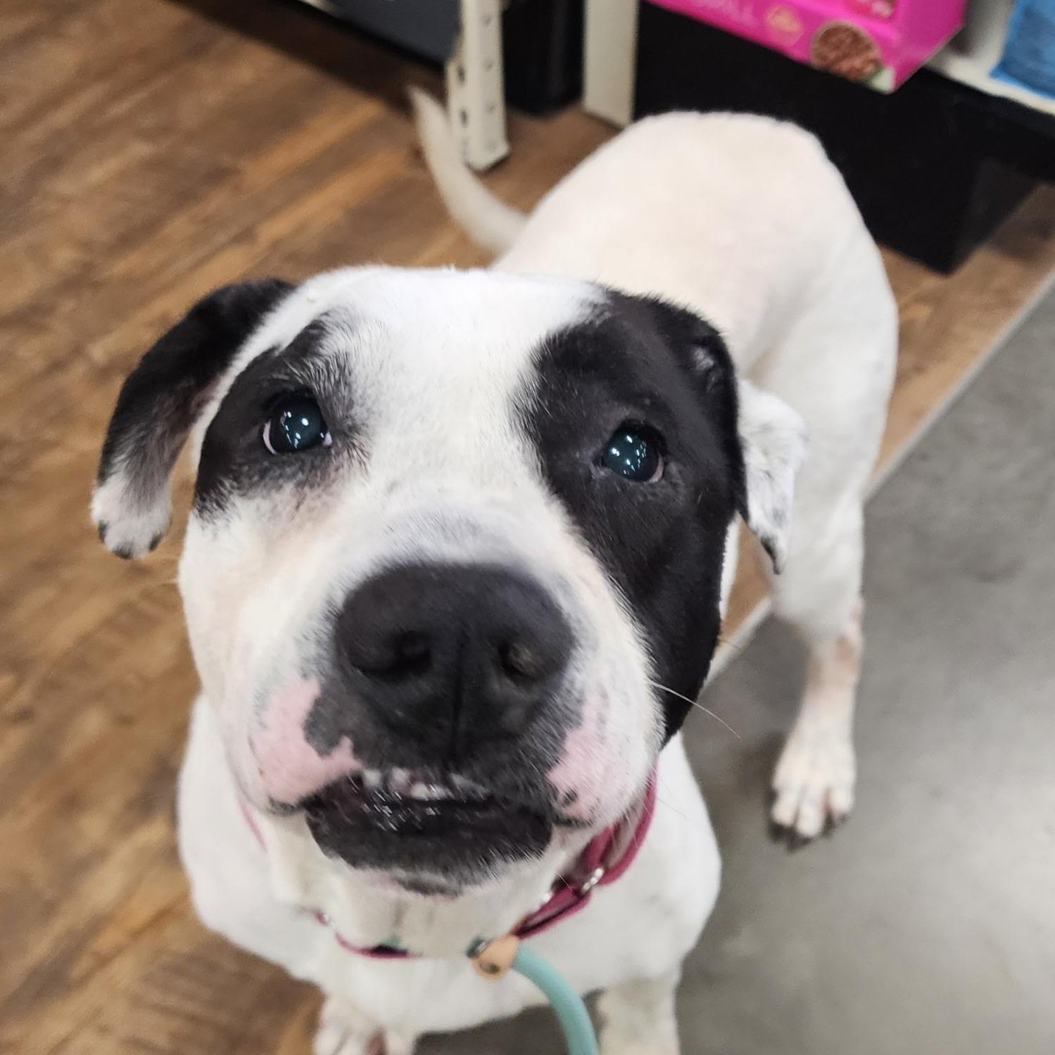 Enlarge Cookie, a ADOPTABLE American Bulldog in Brentwood, TN image 1/5