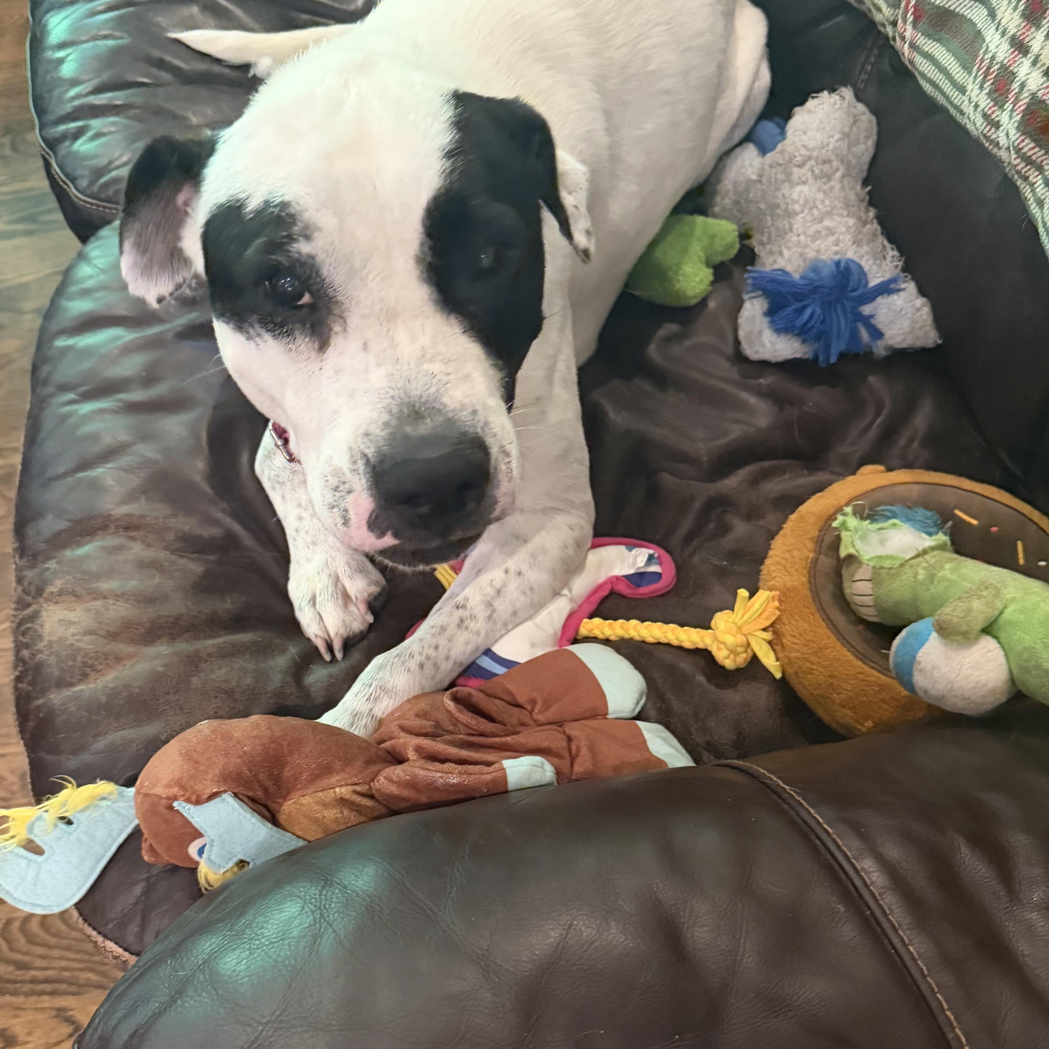 Enlarge Cookie, a ADOPTABLE American Bulldog in Brentwood, TN image 2/5