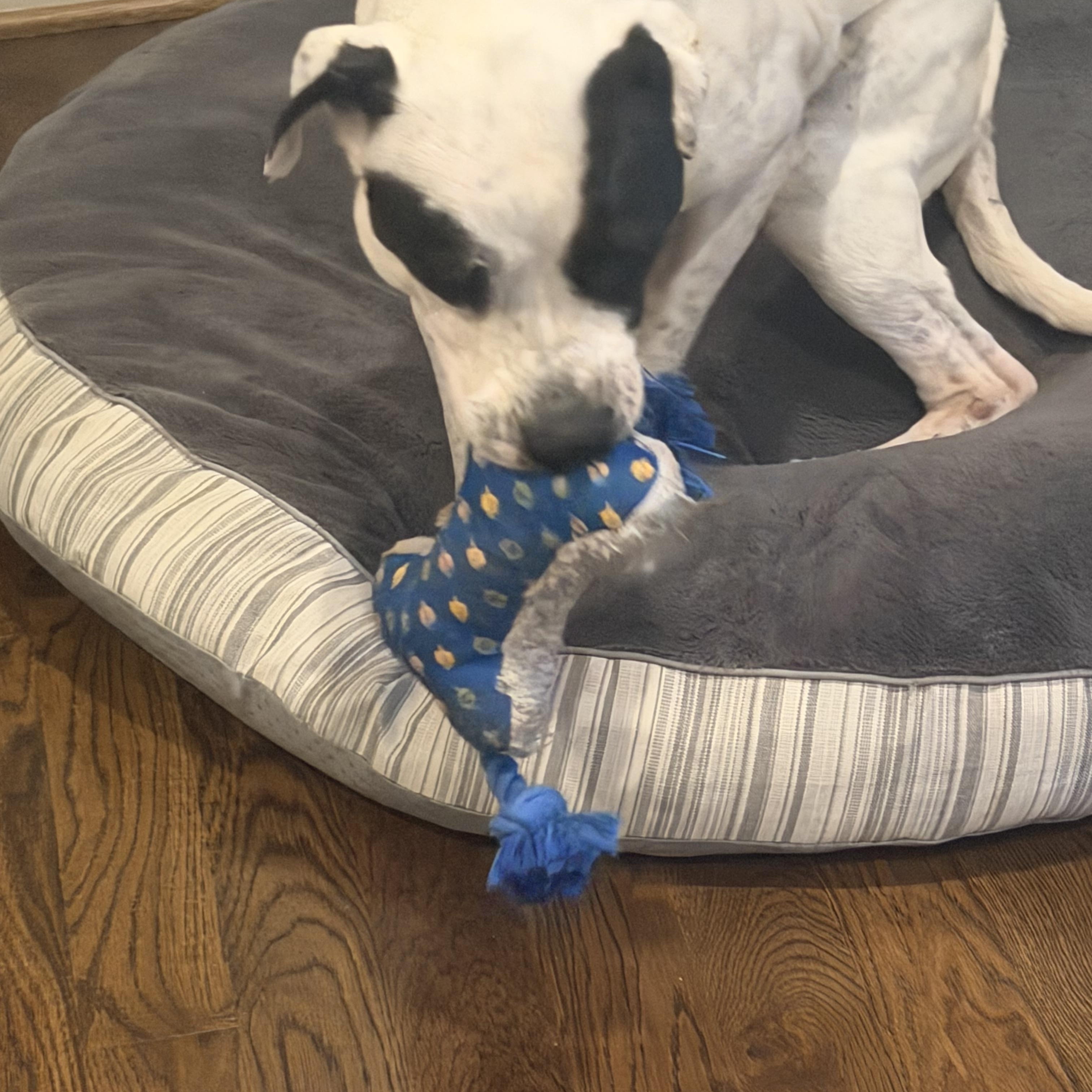 Enlarge Cookie, a ADOPTABLE American Bulldog in Brentwood, TN image 3/5