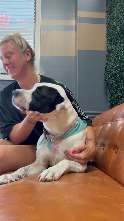 Enlarge Cookie, a Adoptable mixed breed in Brentwood, TN video 3/3