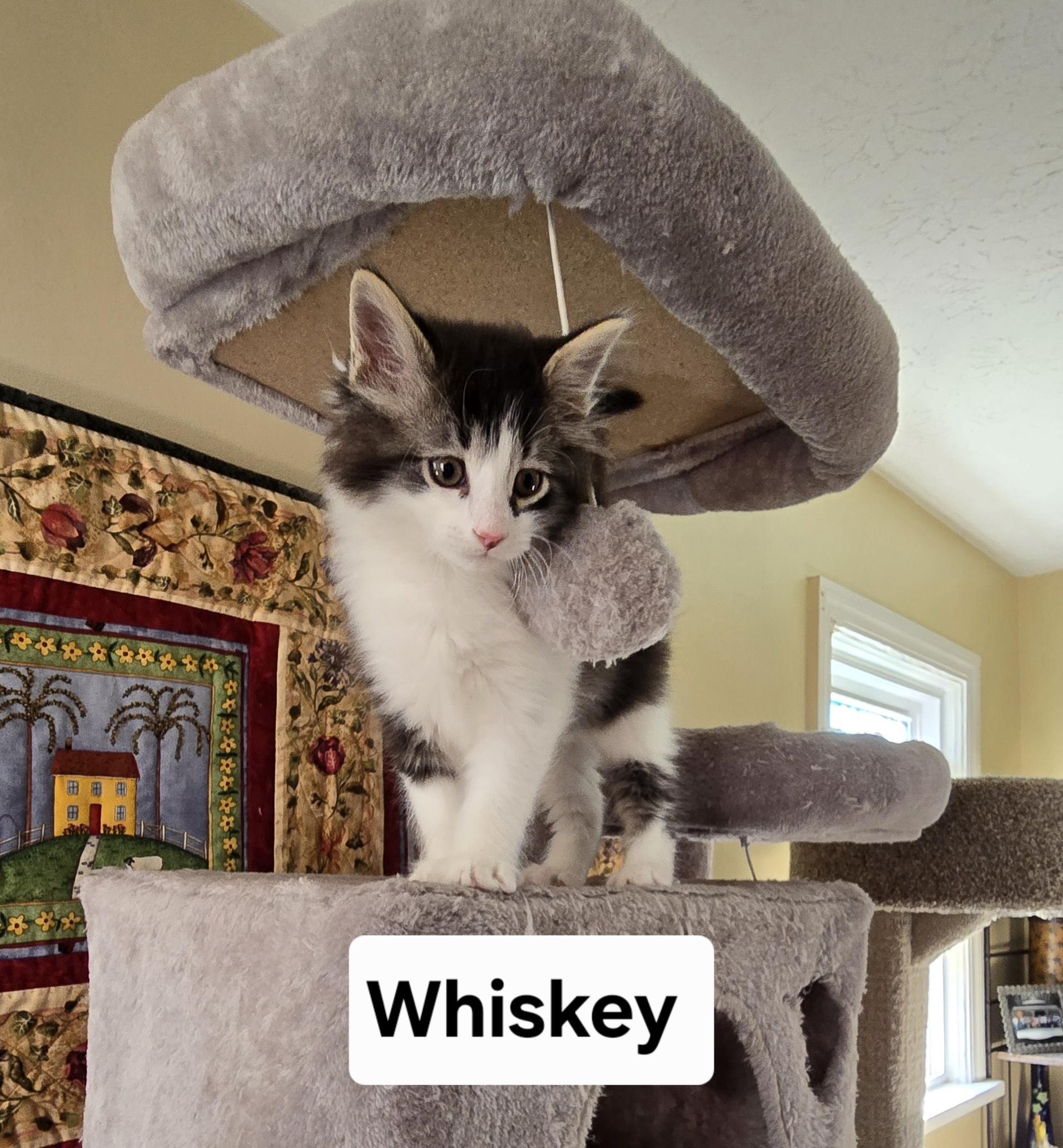 Whiskey, adopted, Kitten Male Domestic Medium Hair.