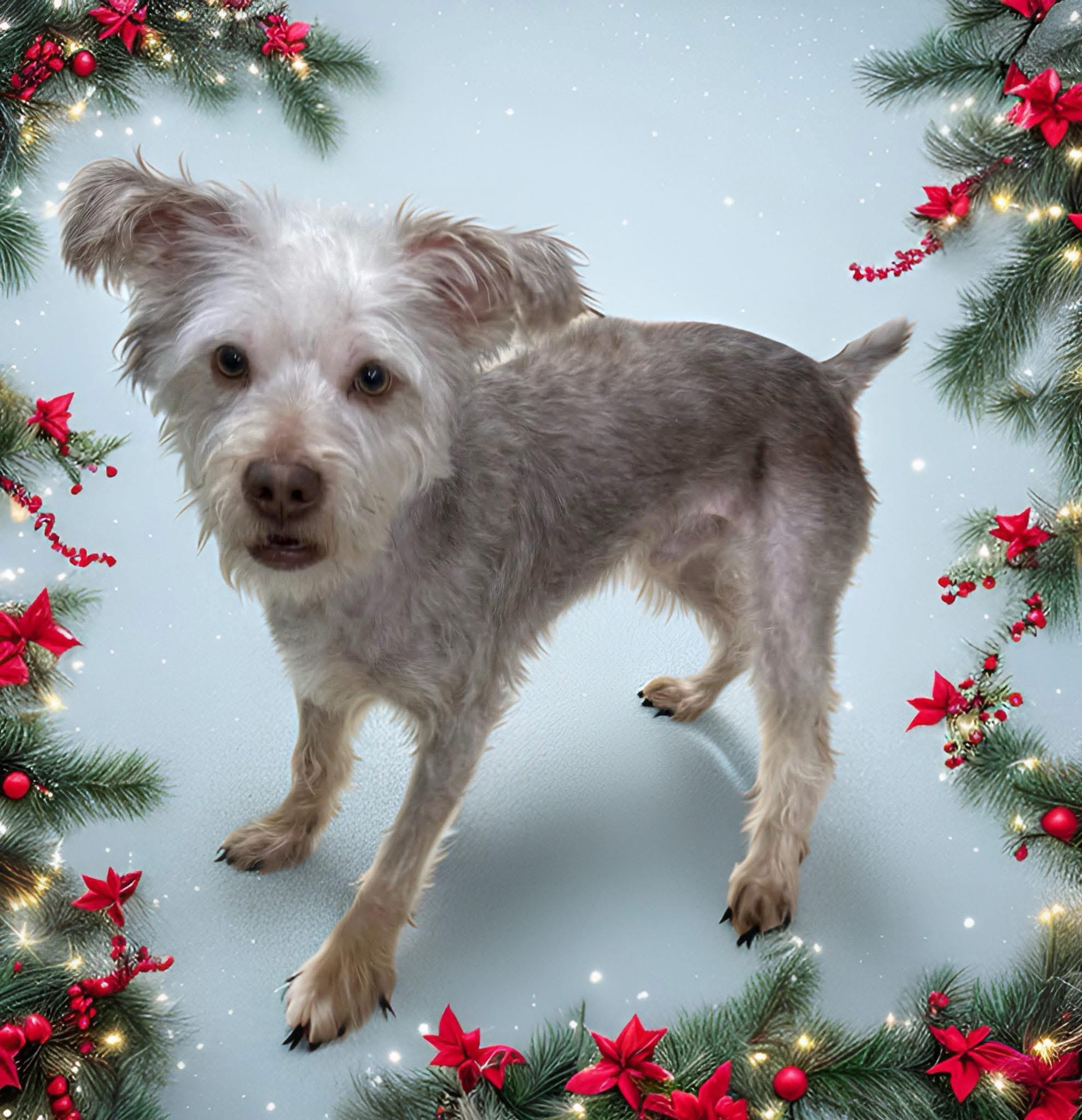 Enlarge Brownie, a ADOPTABLE Yorkshire Terrier in Mahopac, NY image 4/5