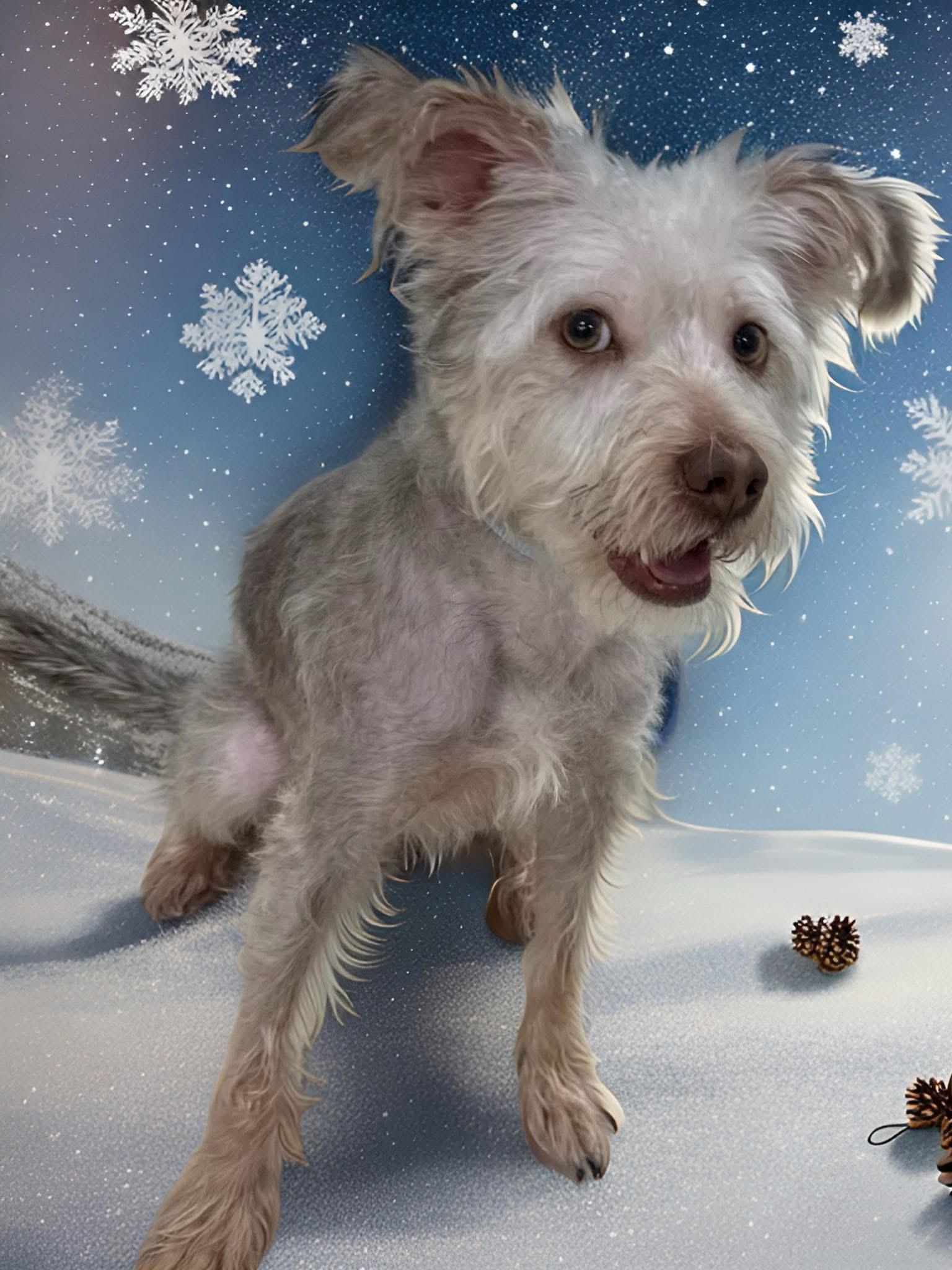 Enlarge Brownie, a ADOPTABLE Yorkshire Terrier in Mahopac, NY image 5/5