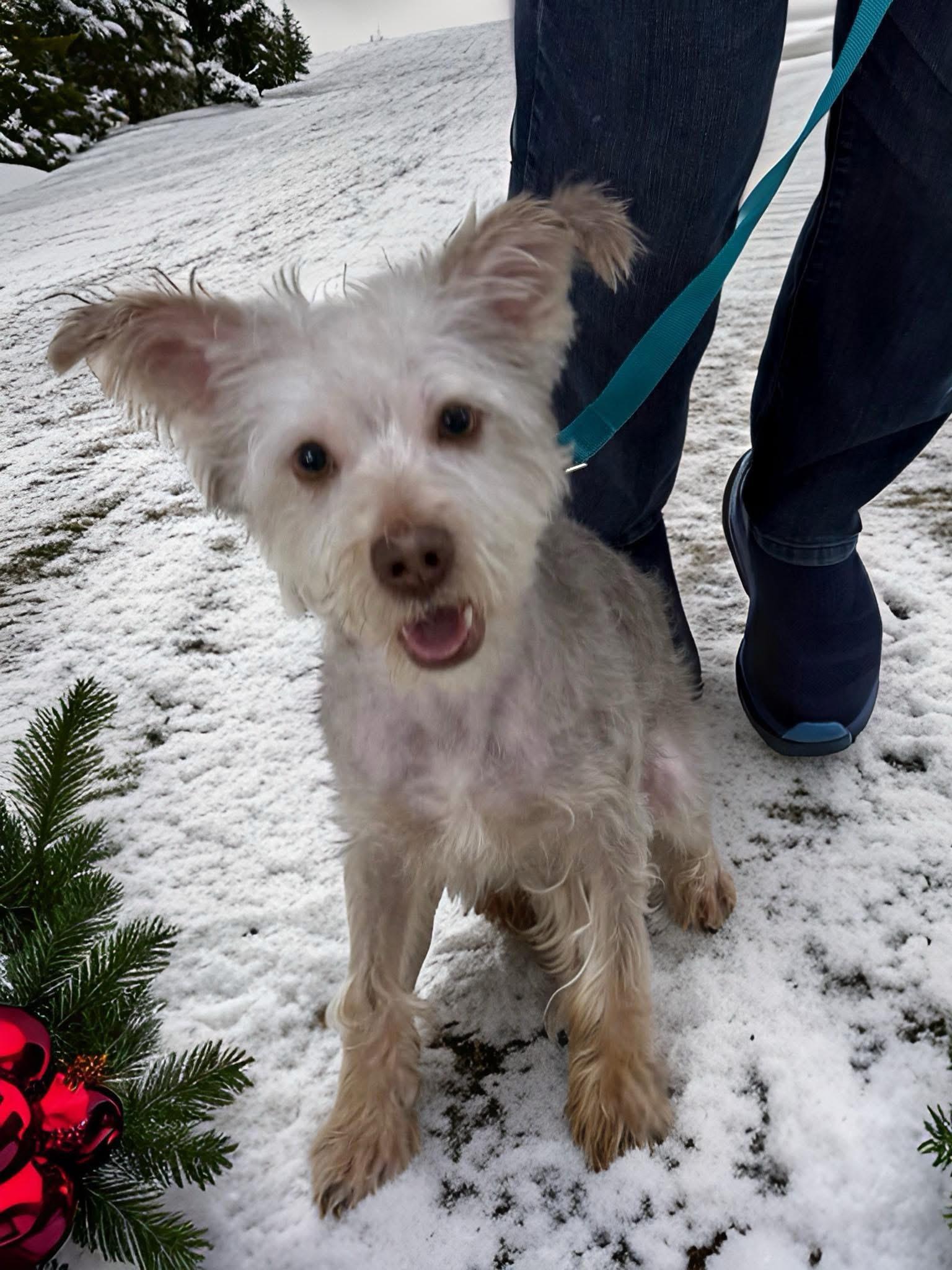Enlarge Brownie, a ADOPTABLE Yorkshire Terrier in Mahopac, NY image 1/5