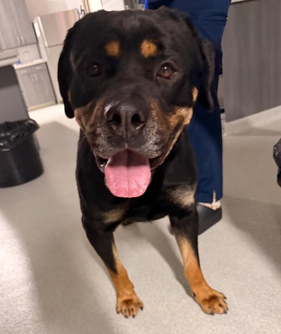 MCGRAW, ADOPTABLE, Adult Male Rottweiler.