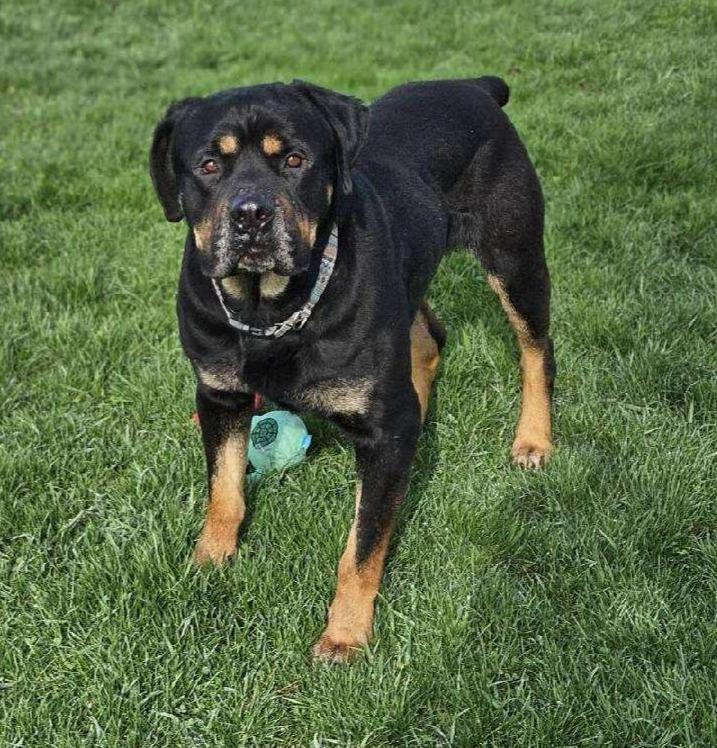 Enlarge MCGRAW, a ADOPTABLE Rottweiler in Oswego, IL image 1/3