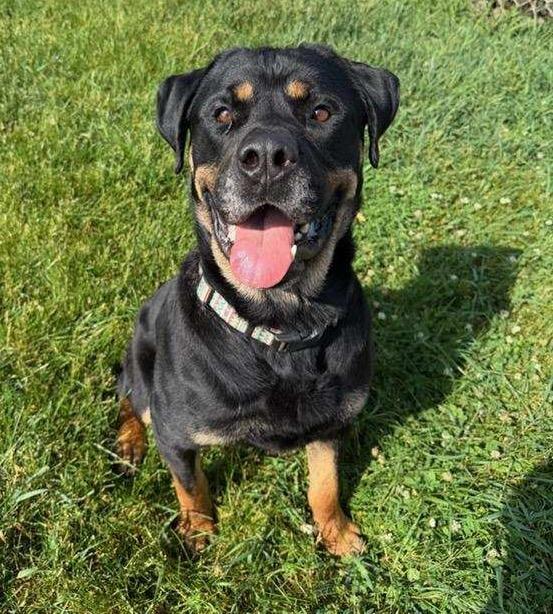 Enlarge MCGRAW, a ADOPTABLE Rottweiler in Oswego, IL image 3/6