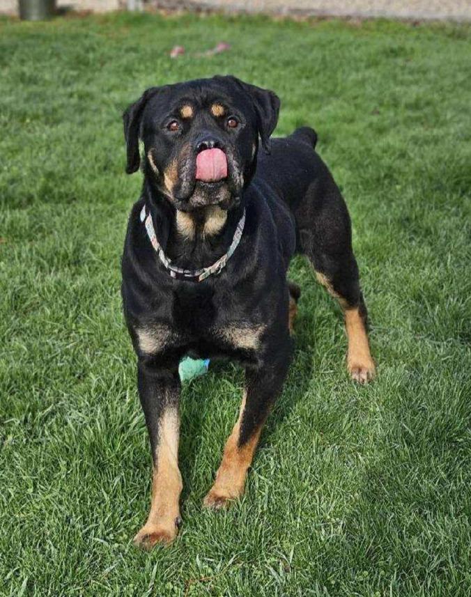 Enlarge MCGRAW, a ADOPTABLE Rottweiler in Oswego, IL image 3/3