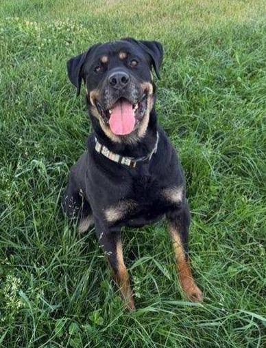 Enlarge MCGRAW, a ADOPTABLE Rottweiler in Oswego, IL image 2/6
