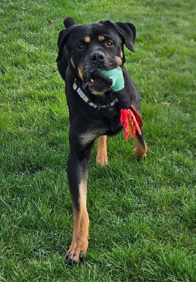 Enlarge MCGRAW, a ADOPTABLE Rottweiler in Oswego, IL image 2/3
