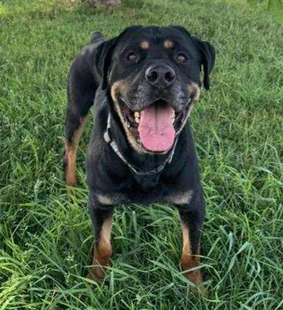 Enlarge MCGRAW, a ADOPTABLE Rottweiler in Oswego, IL image 1/6