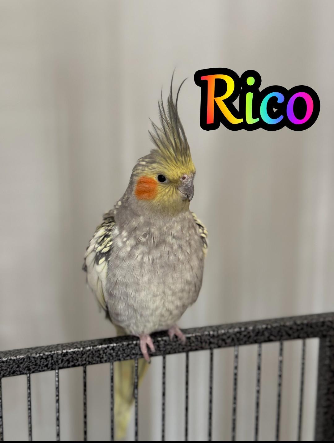 Rico and Sage, Adoptable, Adult Male Cockatiel.