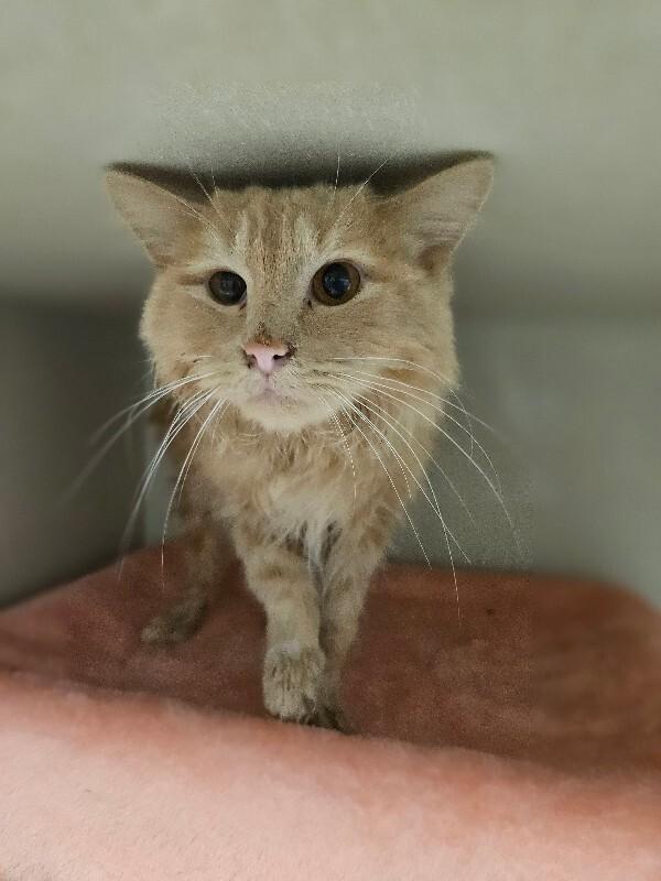Canari, Adoptable, Adult Male Domestic Medium Hair & Domestic Short Hair.