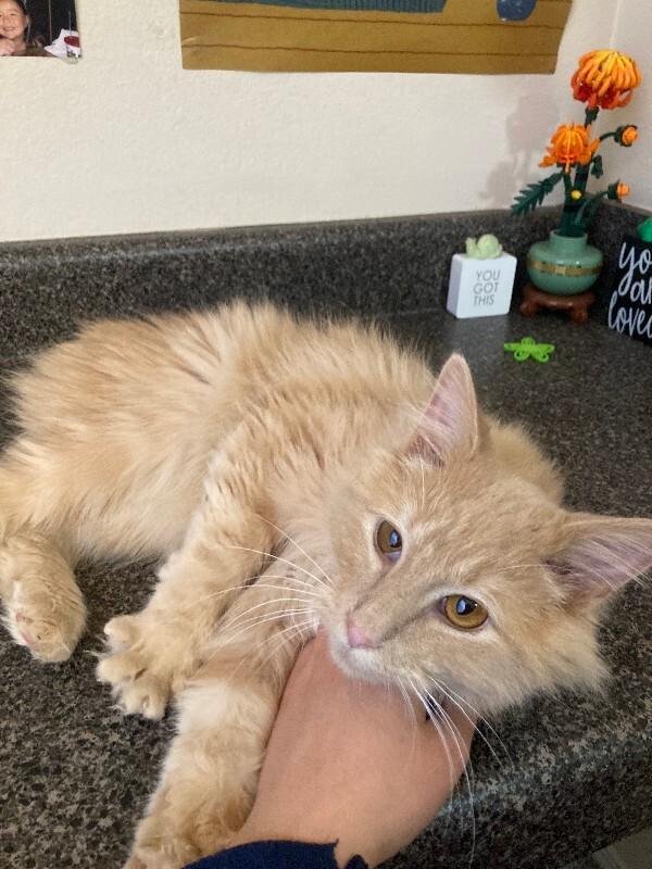 Canari, a Adoptable mixed breed in Fort Collins, CO image 6/6