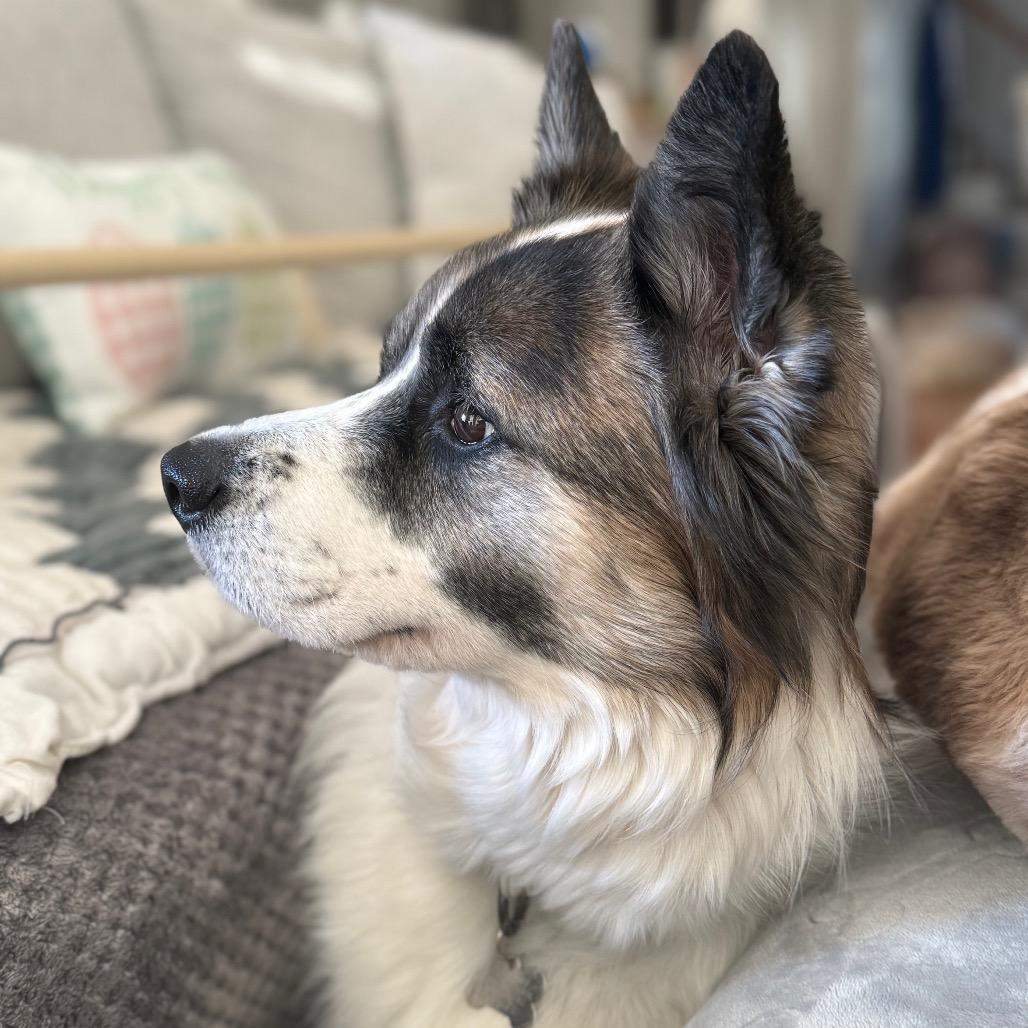 Enlarge Gracie, a Adoptable Collie in La Grange, KY image 3/6