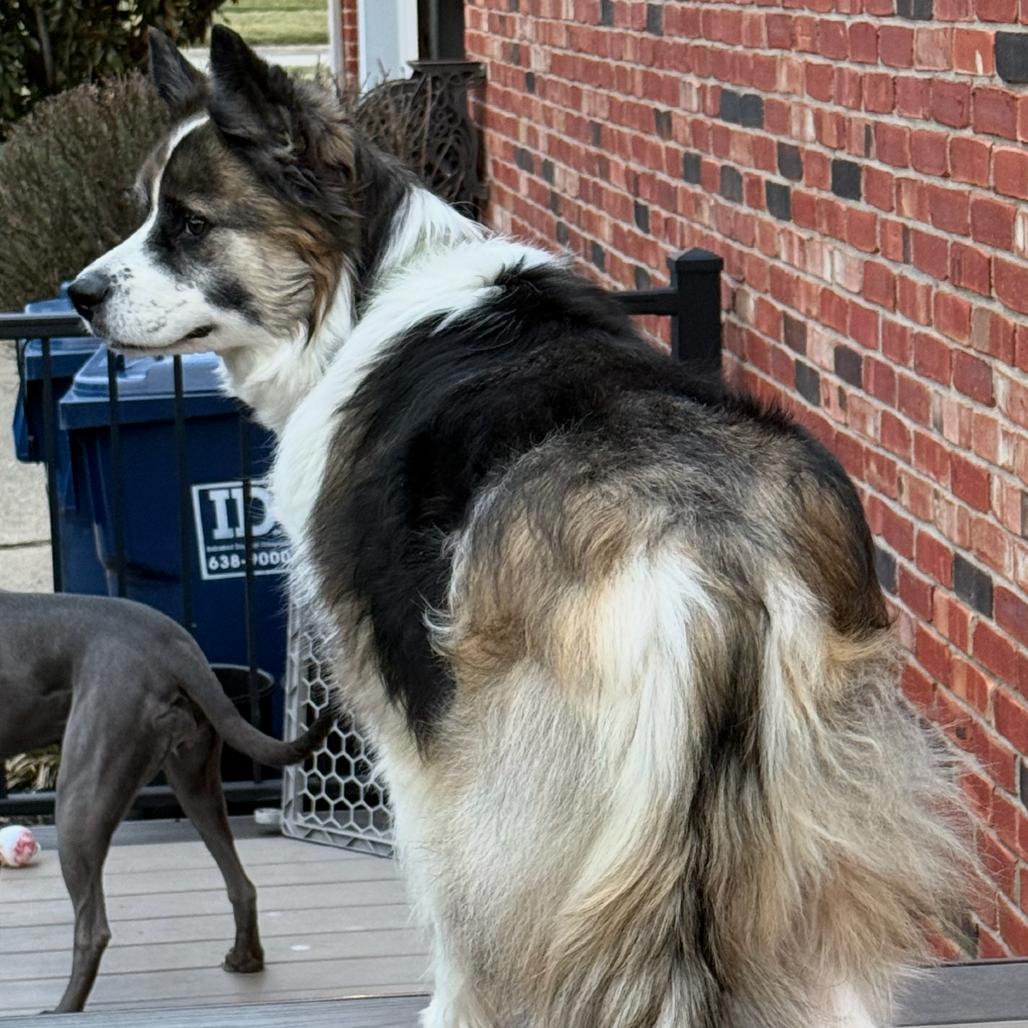 Enlarge Gracie, a Adoptable Collie in La Grange, KY image 4/6