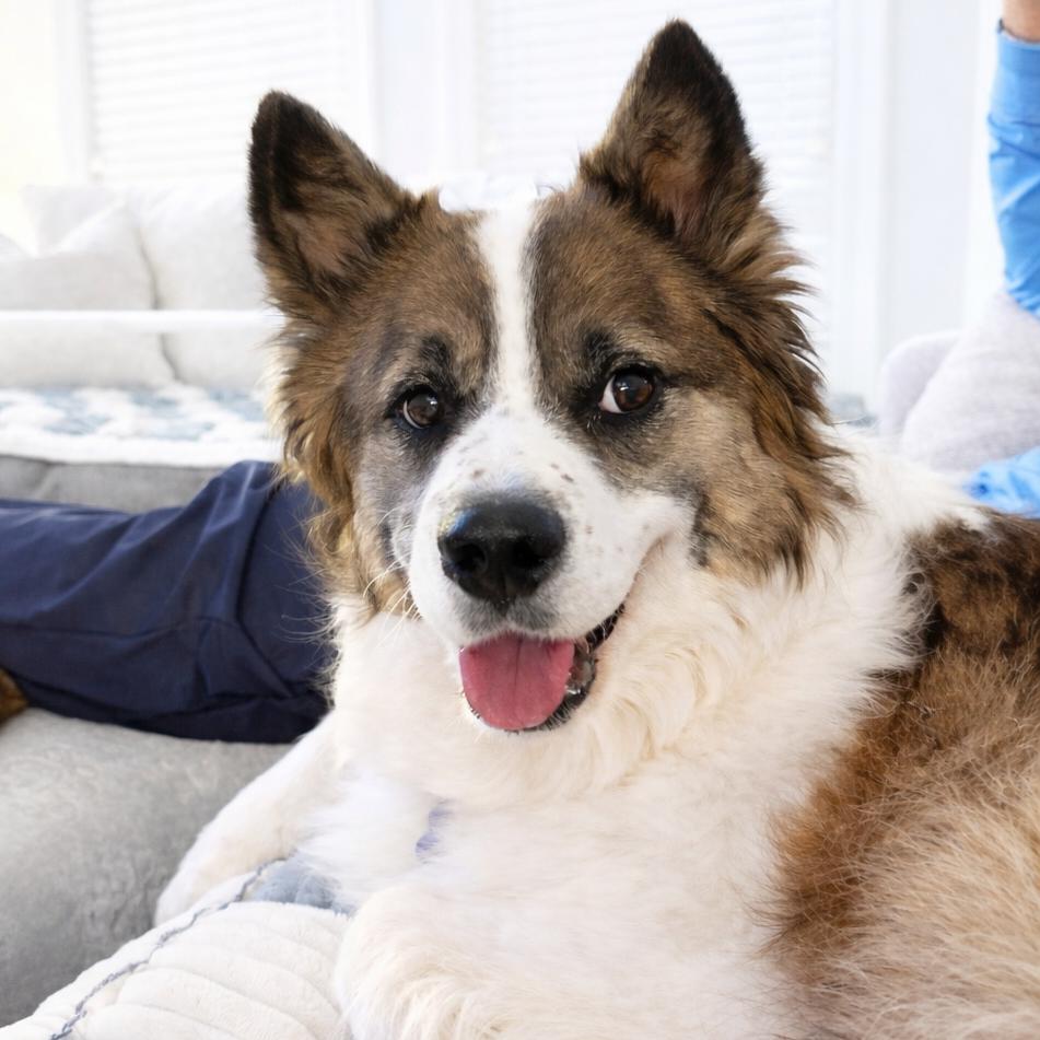 Enlarge Gracie, a Adoptable Collie in La Grange, KY image 5/6