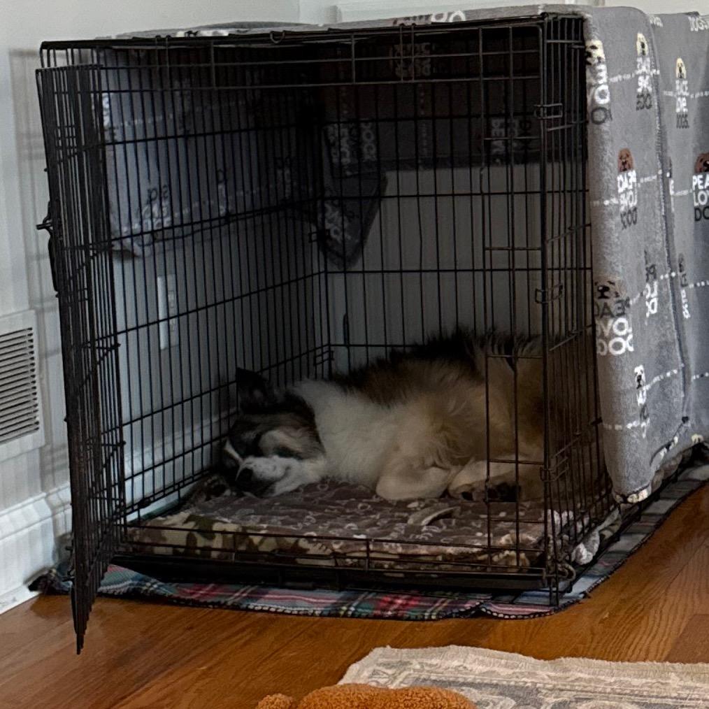 Enlarge Gracie, a Adoptable Collie in La Grange, KY image 1/6