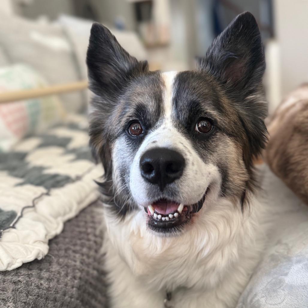 Enlarge Gracie, a Adoptable Collie in La Grange, KY image 6/6