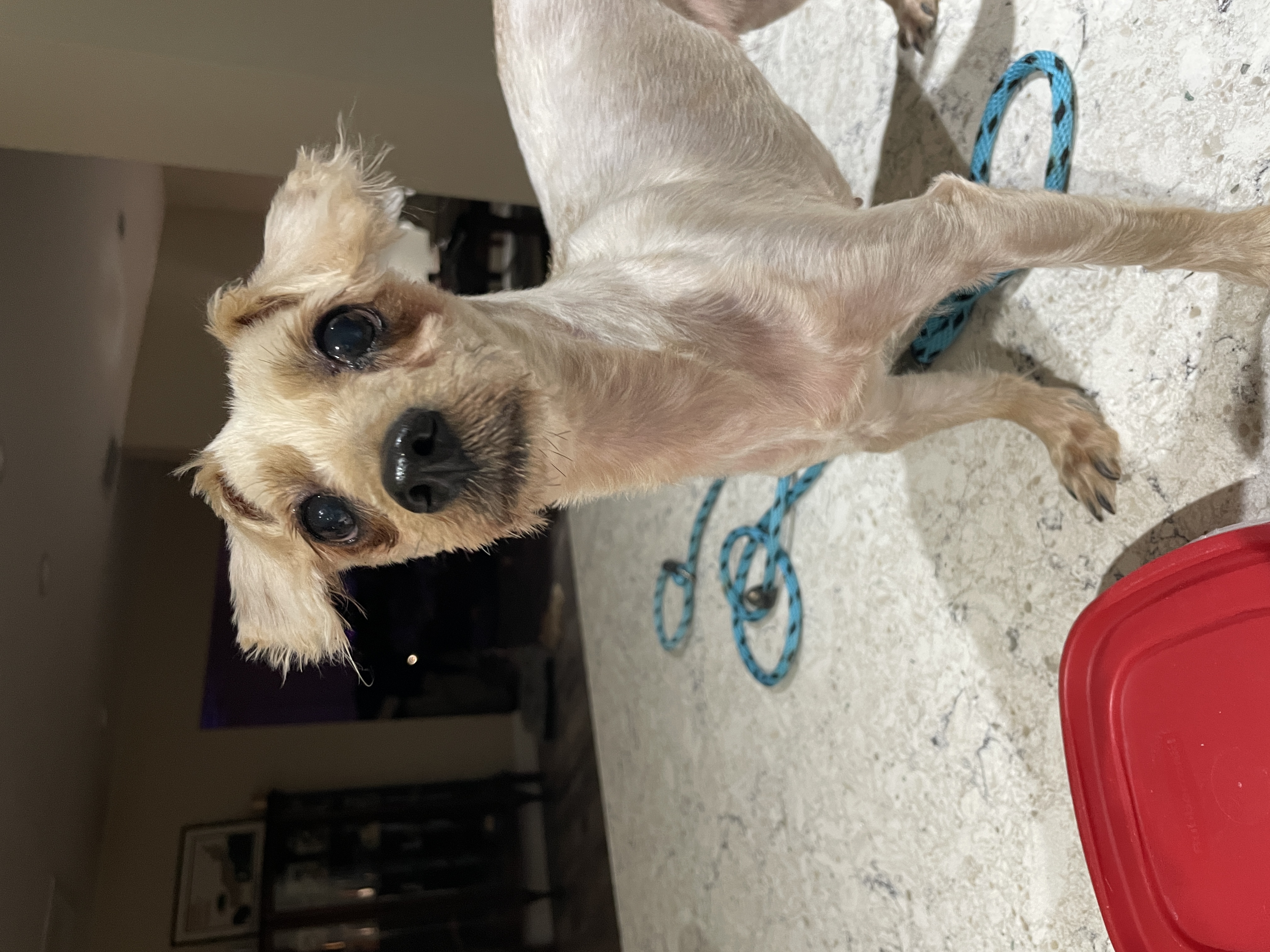 Enlarge Nina Shih Tzu, an adoptable Maltipoo in Sarasota, FL image 1/3