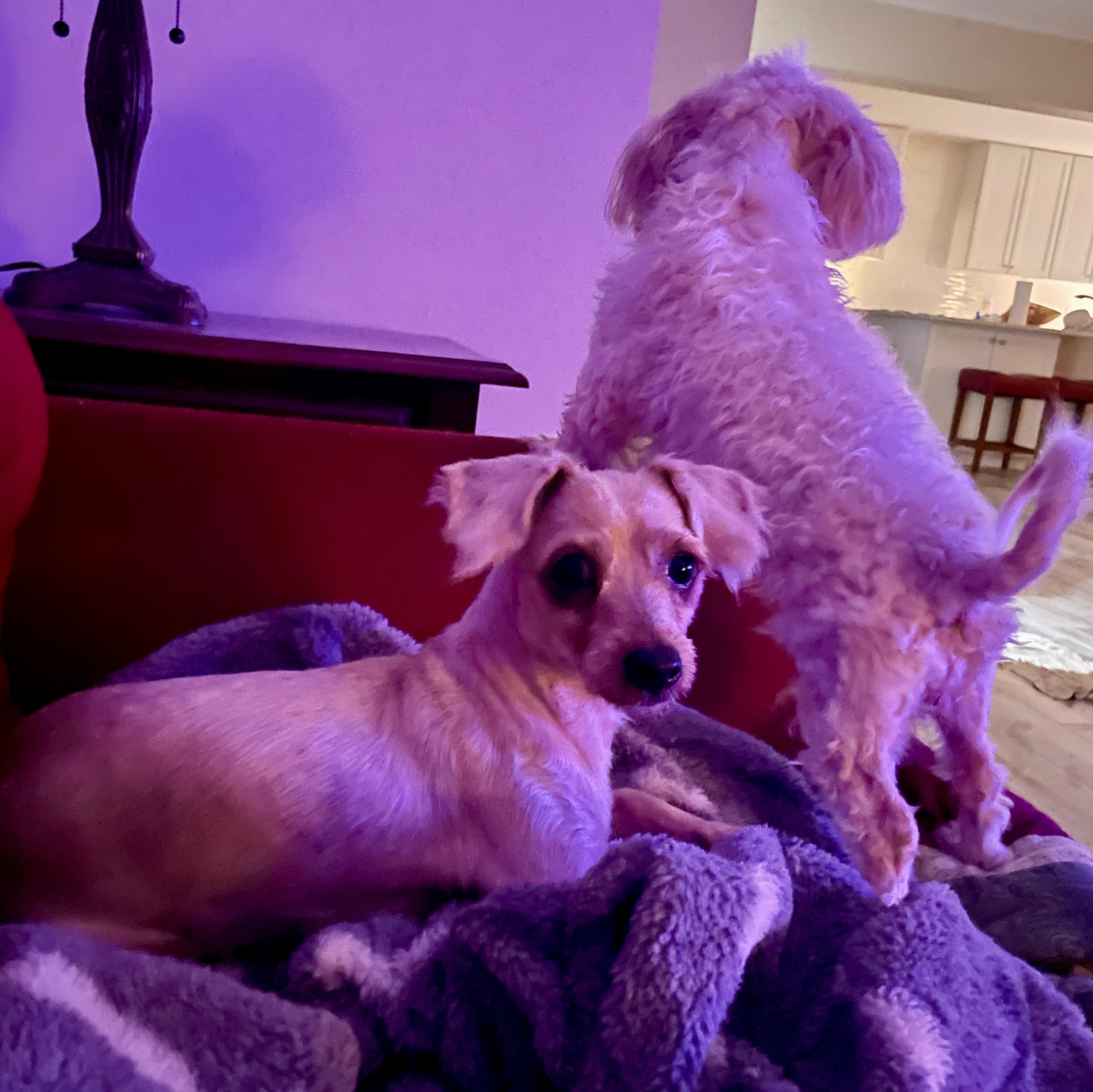 Enlarge Nina Shih Tzu, an adoptable Maltipoo in Sarasota, FL image 2/3