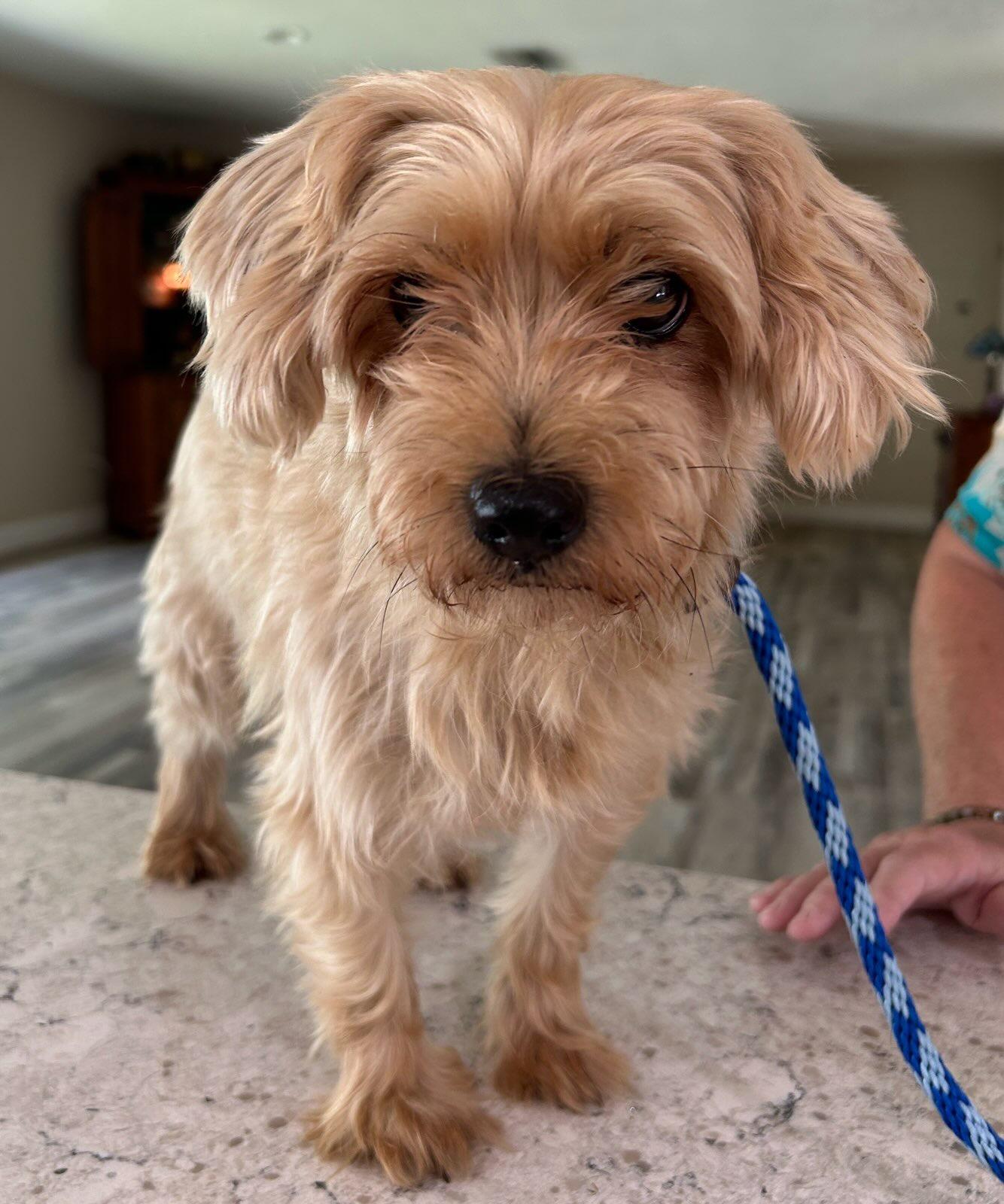 Enlarge Nina Shih Tzu, an adoptable Maltipoo in Sarasota, FL image 3/3
