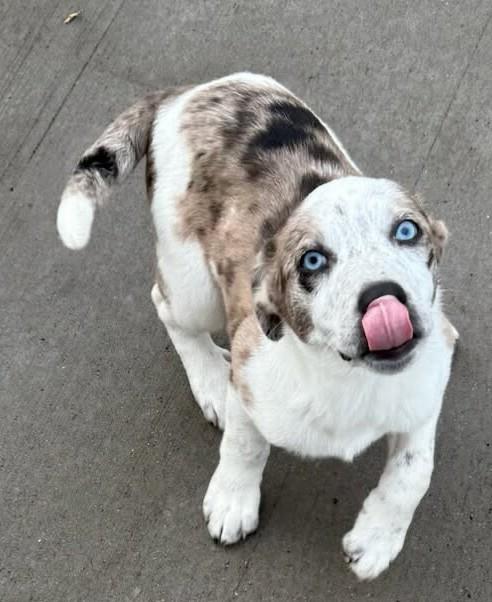 Ice, ADOPTABLE, Young Female Australian Cattle Dog / Blue Heeler.