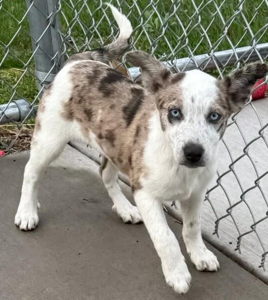 Ice, a ADOPTABLE mixed breed in Mauston, WI image 2/2