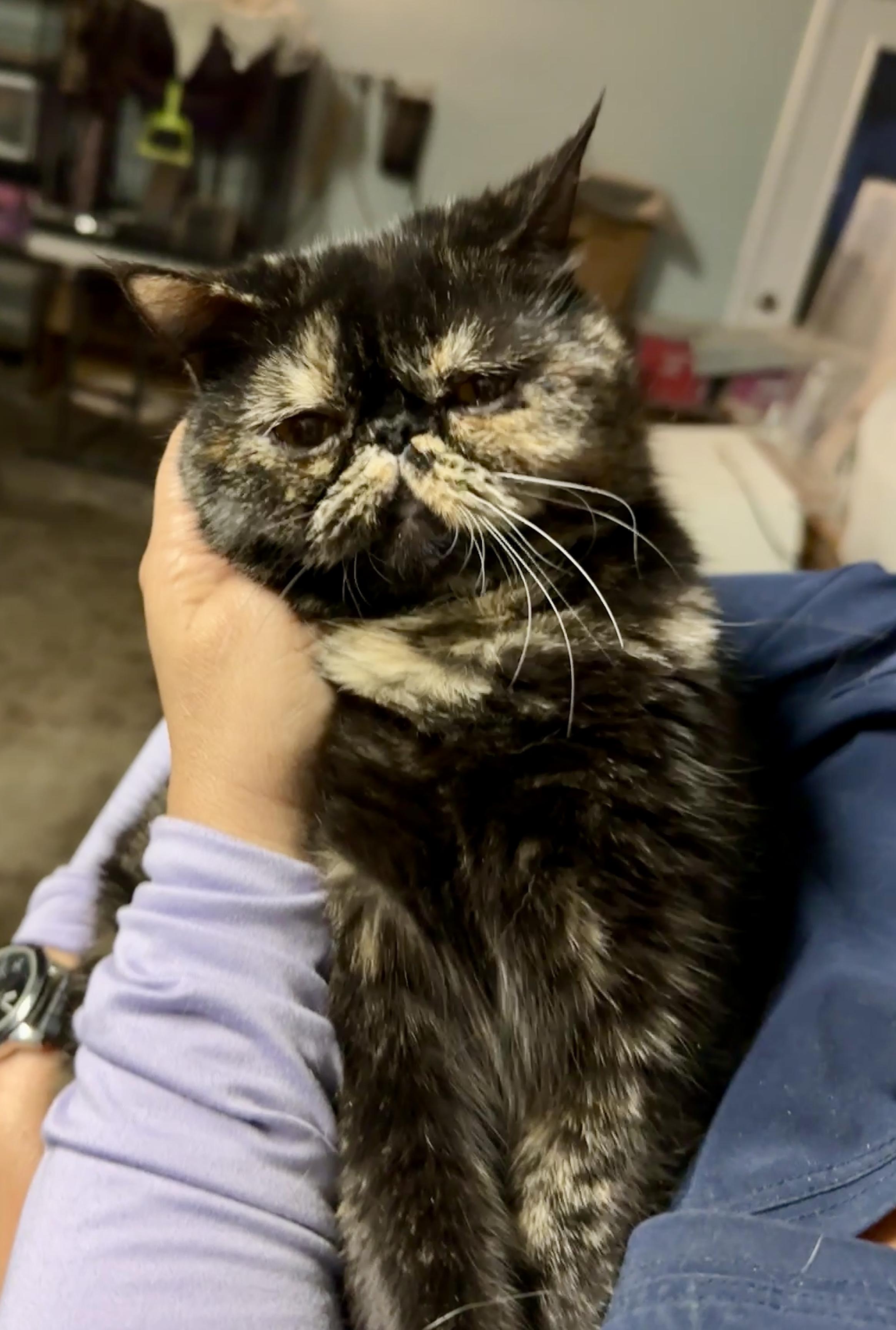 Tiny, adopted, Kitten Female Exotic Shorthair & Persian.