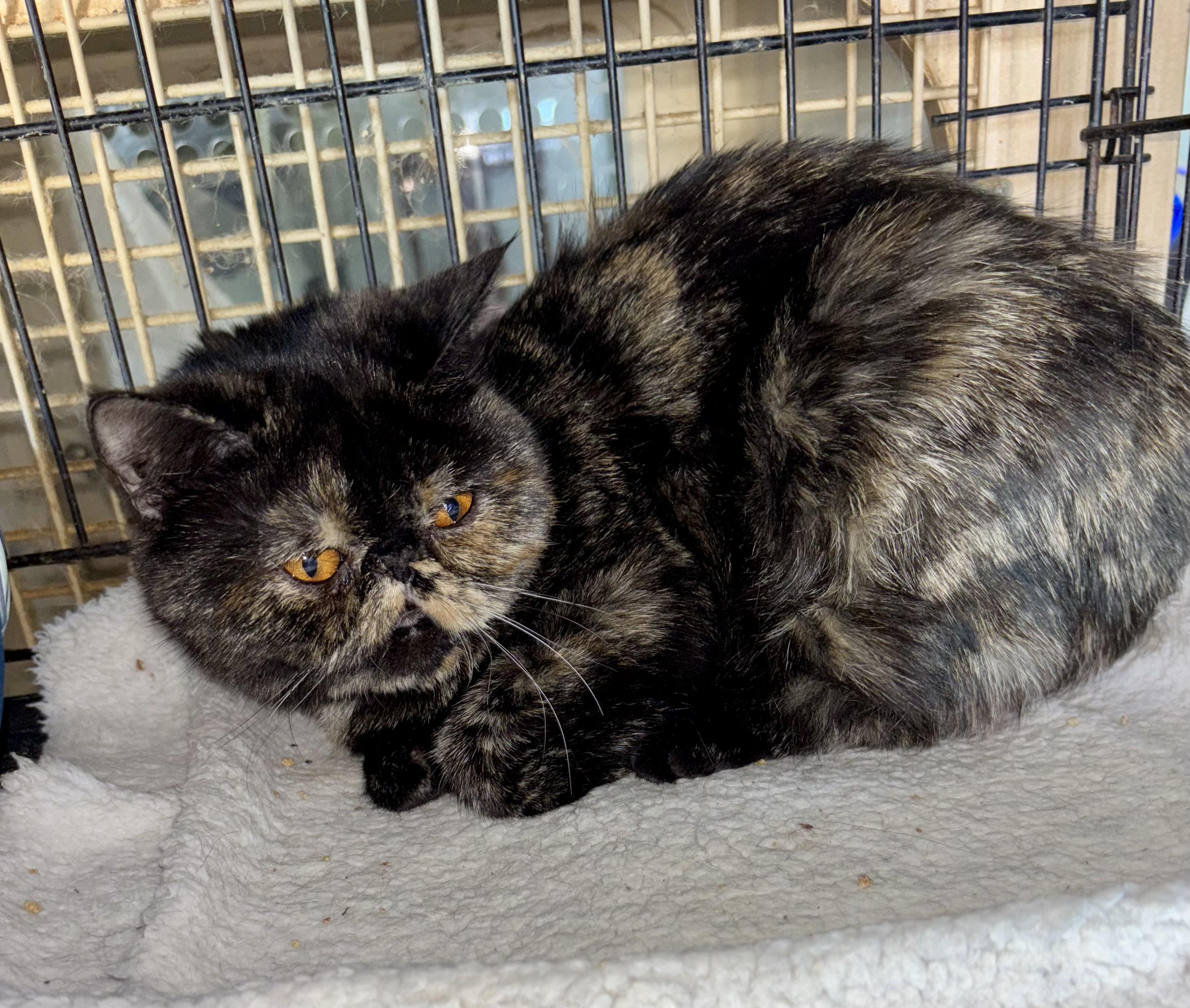 Enlarge Tiny, an adopted mixed breed in Mission Viejo, CA image 3/4