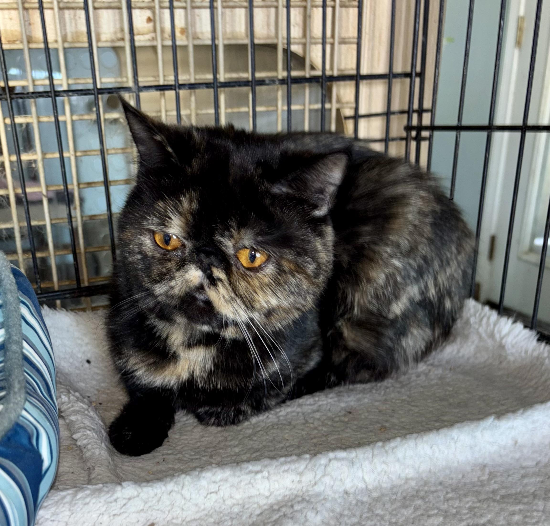 Enlarge Tiny, an adopted mixed breed in Mission Viejo, CA image 2/4