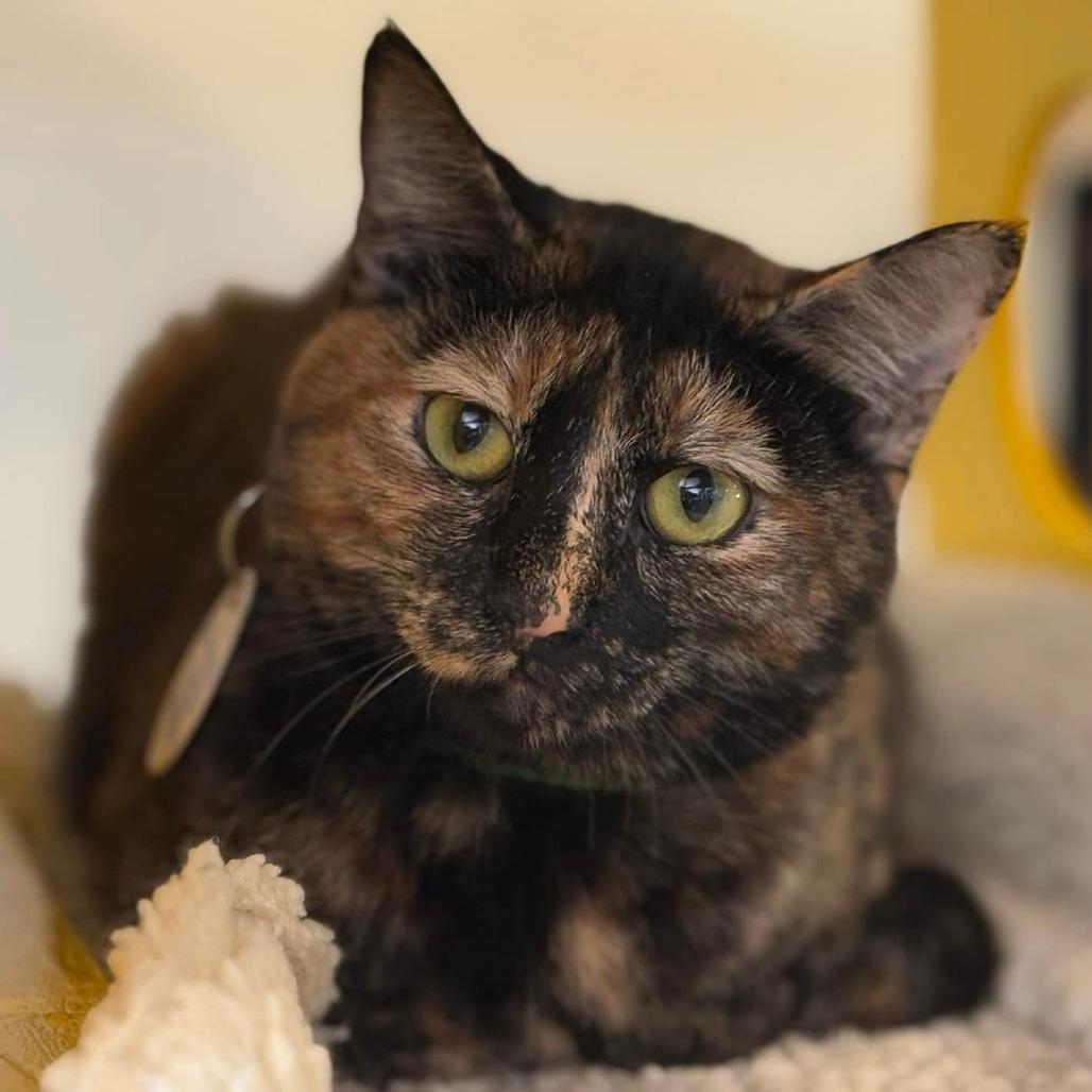 Chimera — thumbnail 2