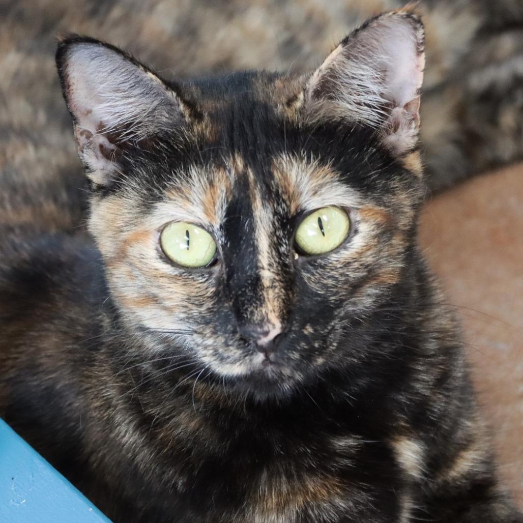 Chimera — thumbnail 3