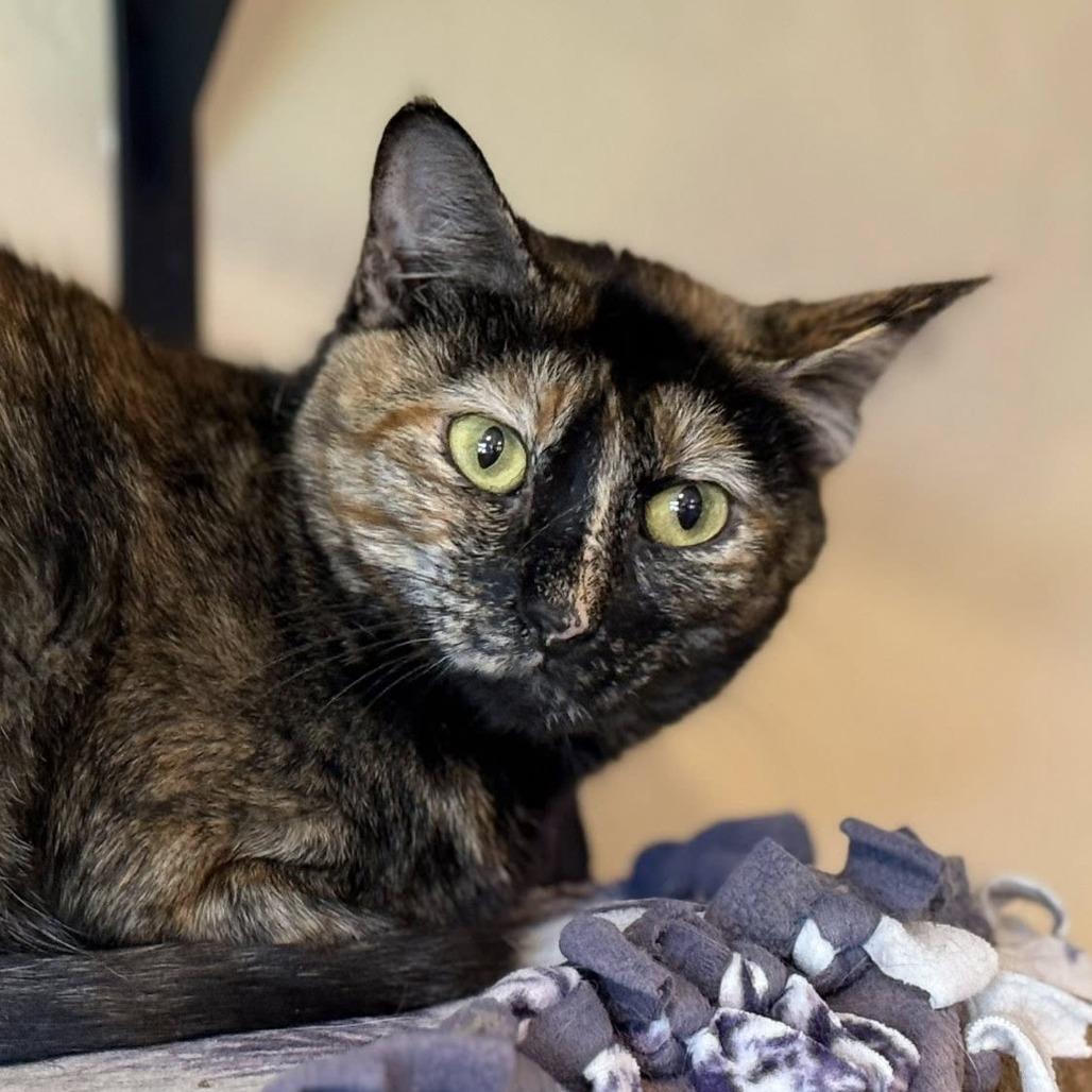 Chimera — thumbnail 4