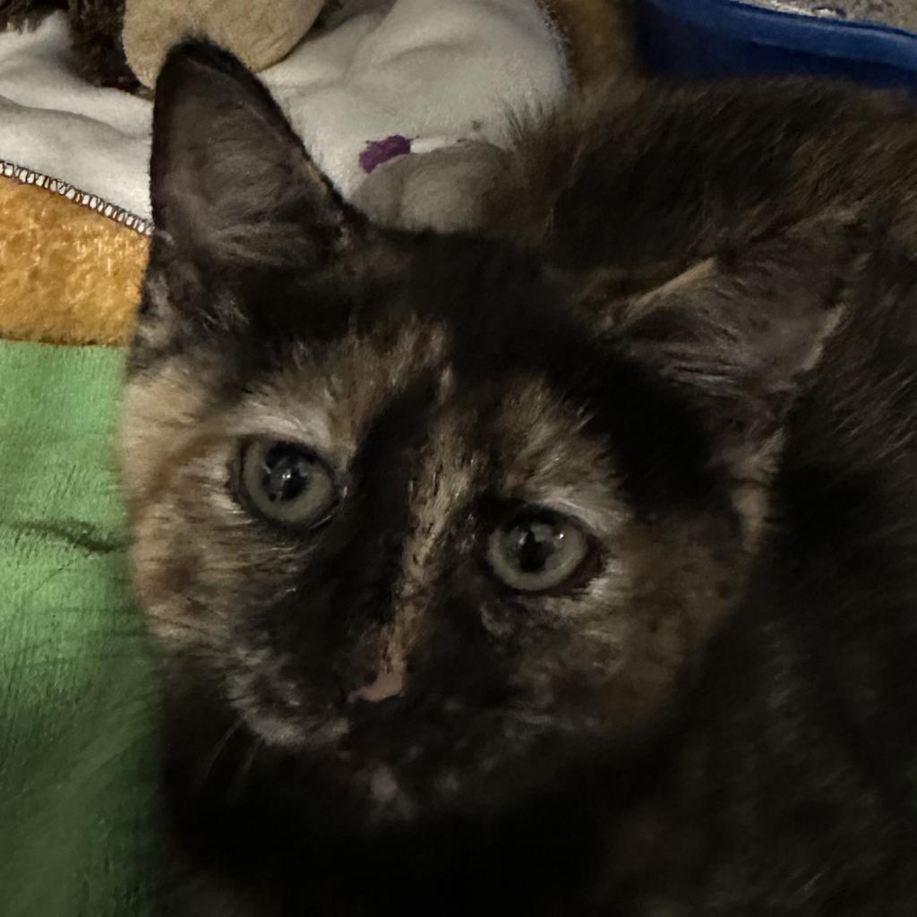 Chimera — thumbnail 5