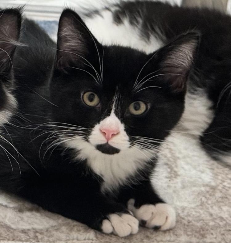 Enlarge Capri and Fiji, an adopted Domestic Medium Hair in Salem, NH image 1/2