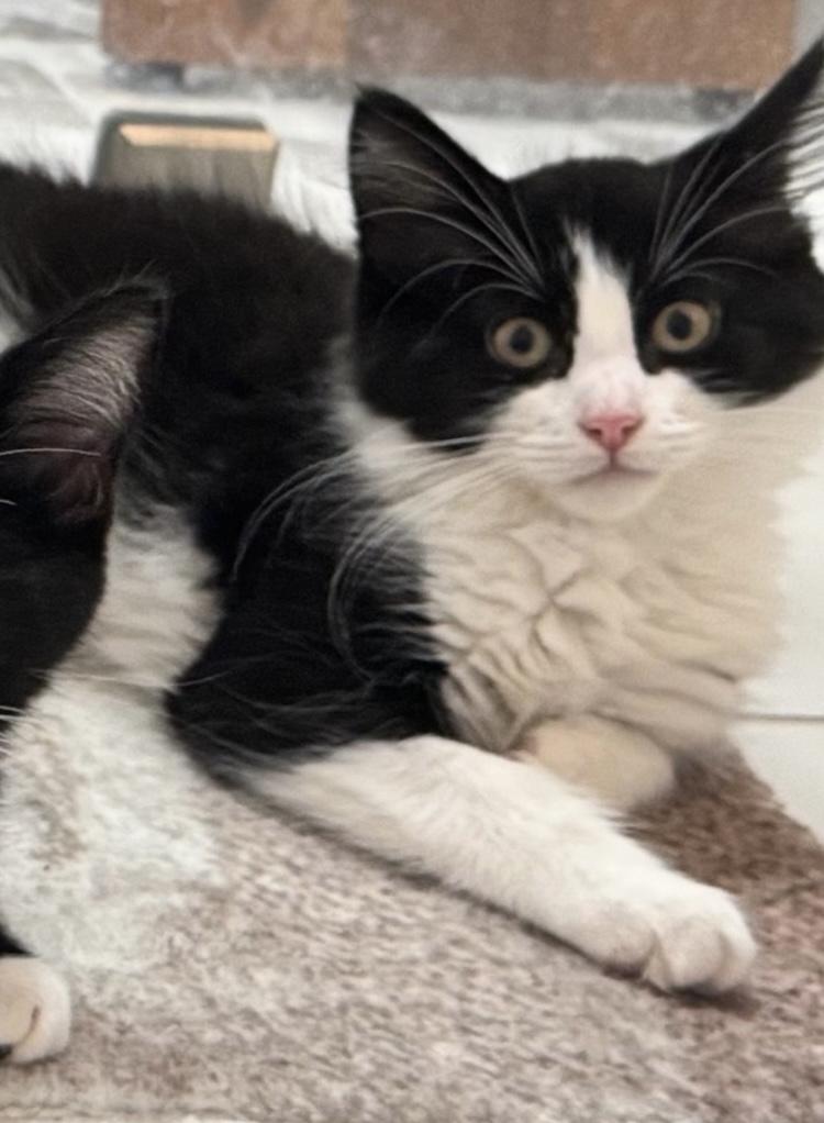 Enlarge Capri and Fiji, an adopted Domestic Medium Hair in Salem, NH image 2/2