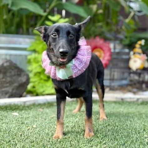 Bootsie, Adopted, Young Female Shepherd.