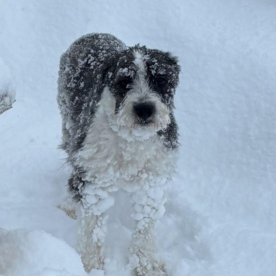 Enlarge Jenny, a ADOPTABLE mixed breed in Williamsburg, ON image 2/6