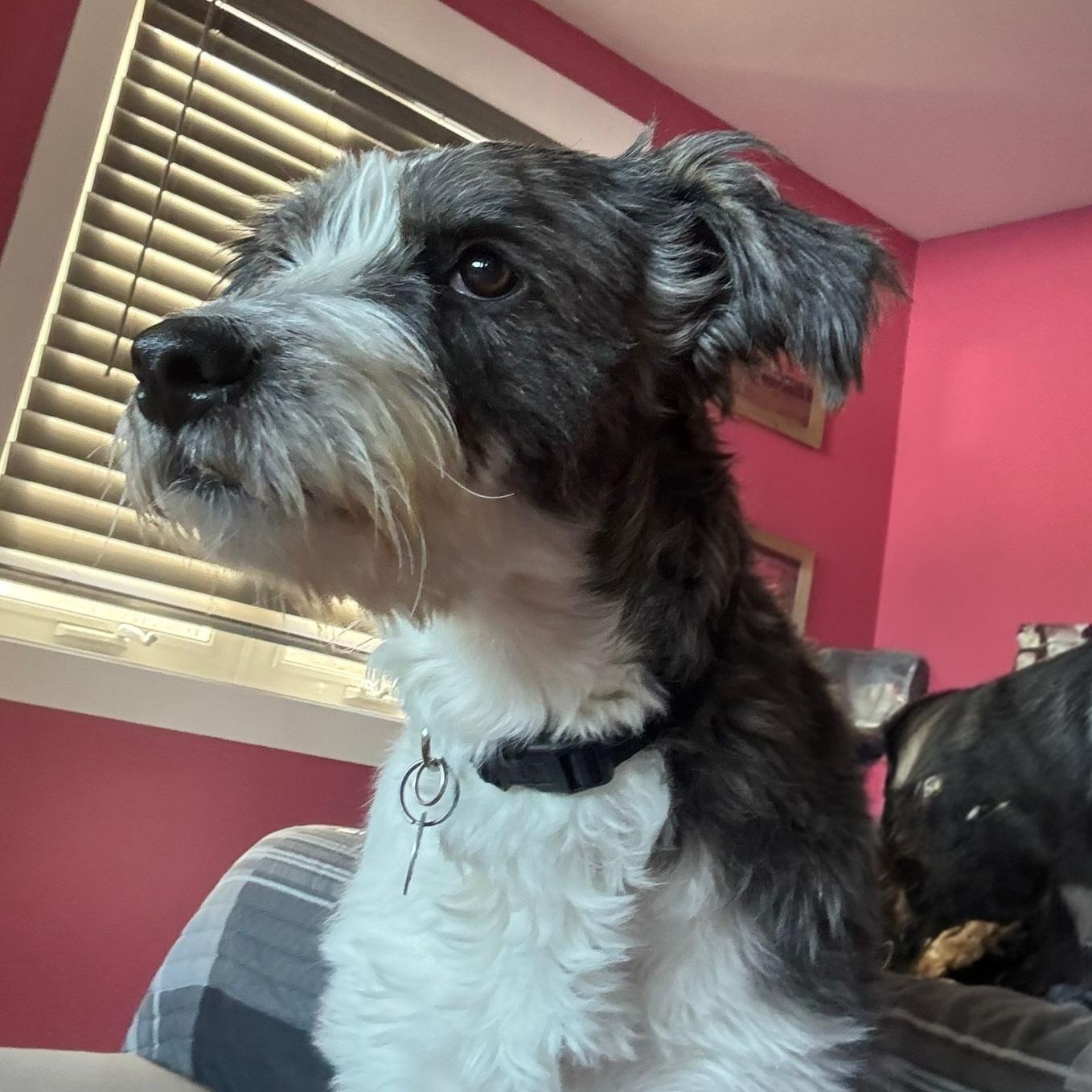 Jenny, ADOPTABLE, Young Female Schnauzer & Border Terrier.