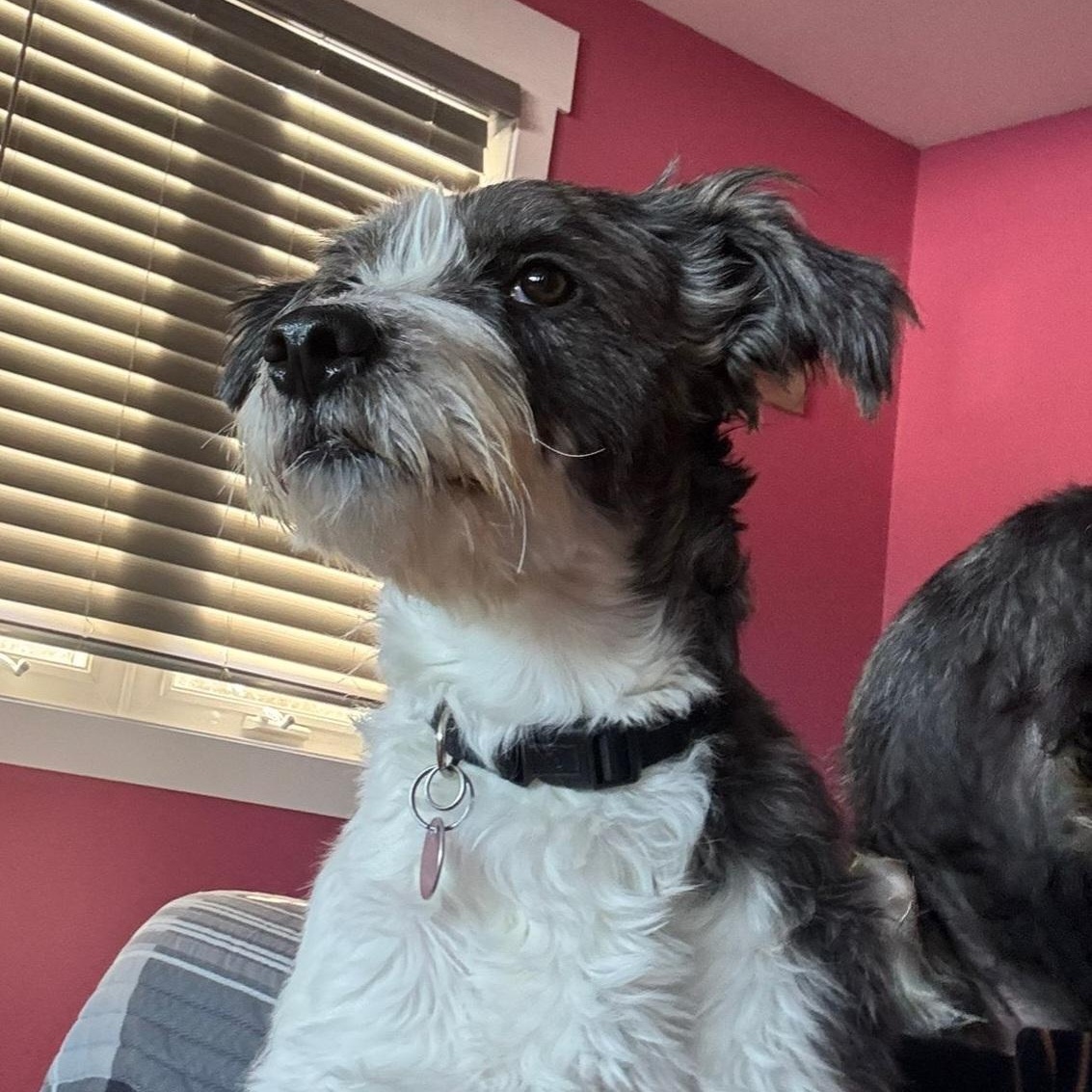 Enlarge Jenny, a ADOPTABLE mixed breed in Williamsburg, ON image 5/6