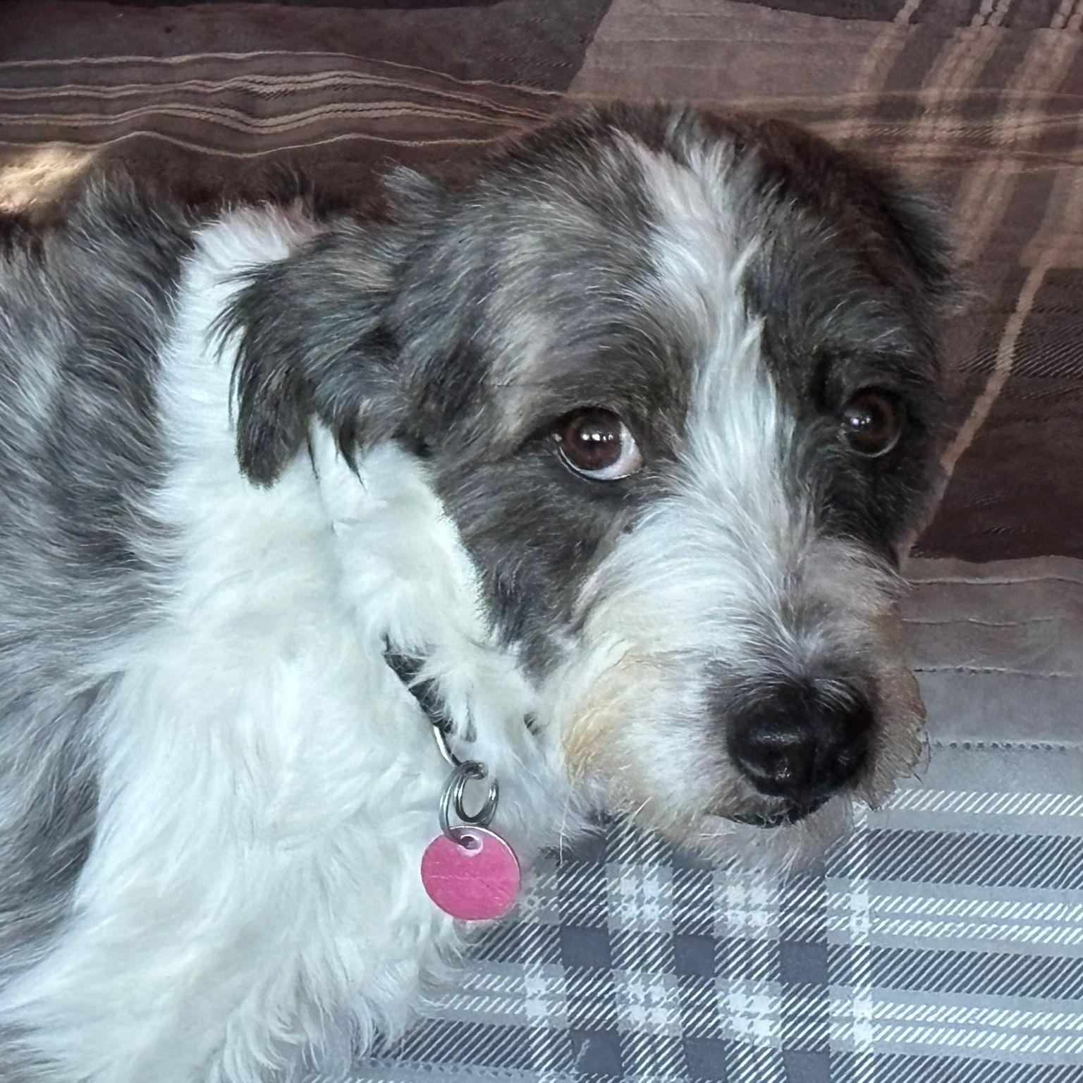 Enlarge Jenny, a ADOPTABLE mixed breed in Williamsburg, ON image 6/6