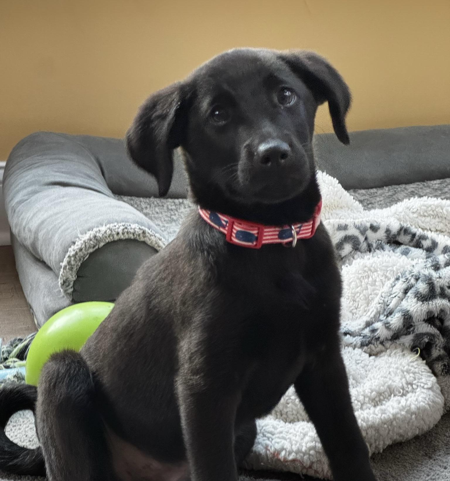 King, Adoptable, Puppy Male Labrador Retriever & Terrier.